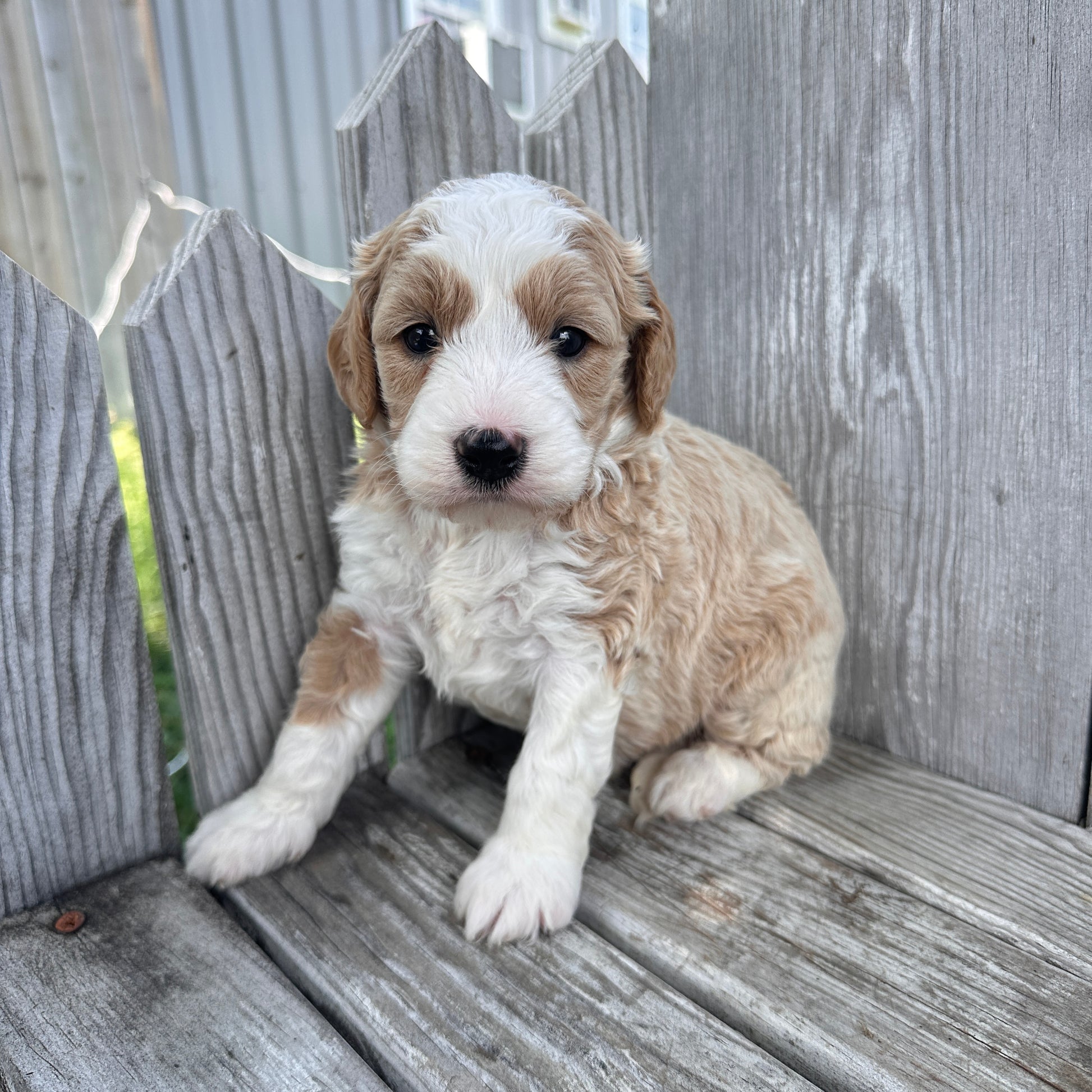 Mini-Goldendoodle-Puppy