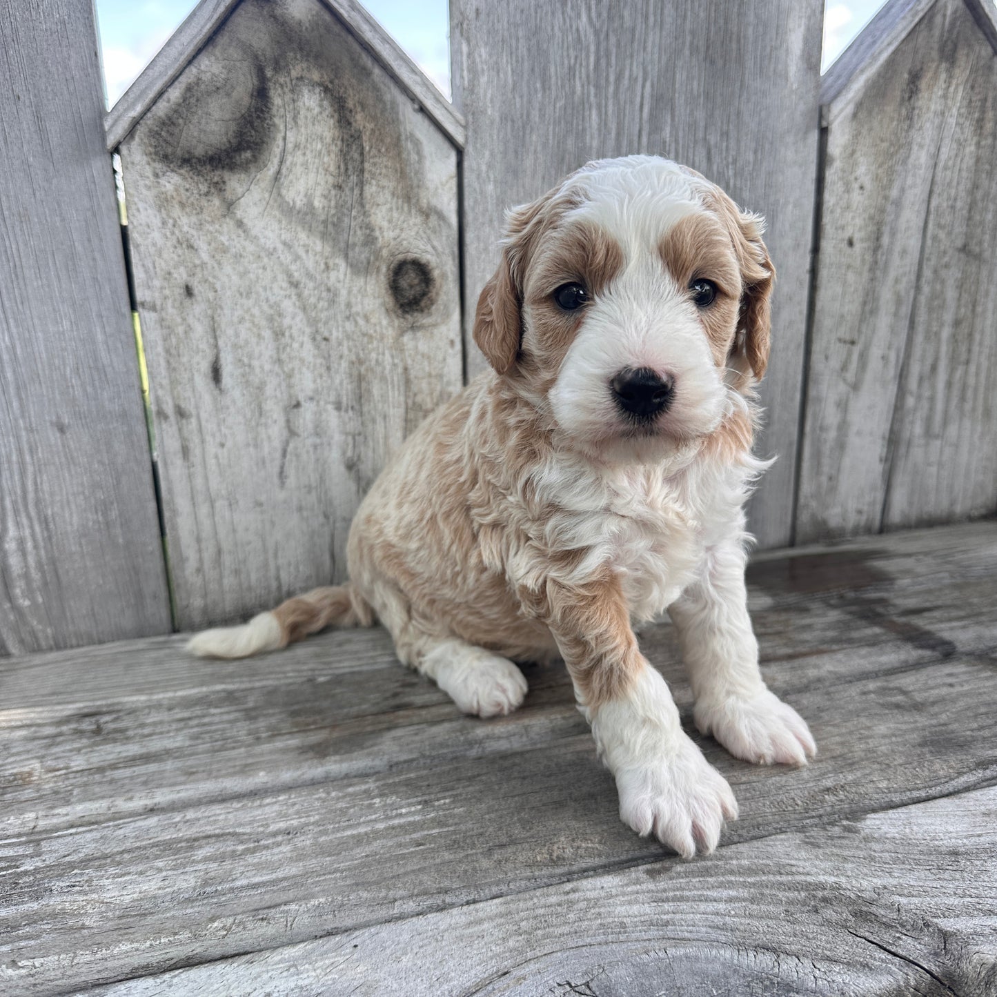 Mini-Goldendoodle-Puppy