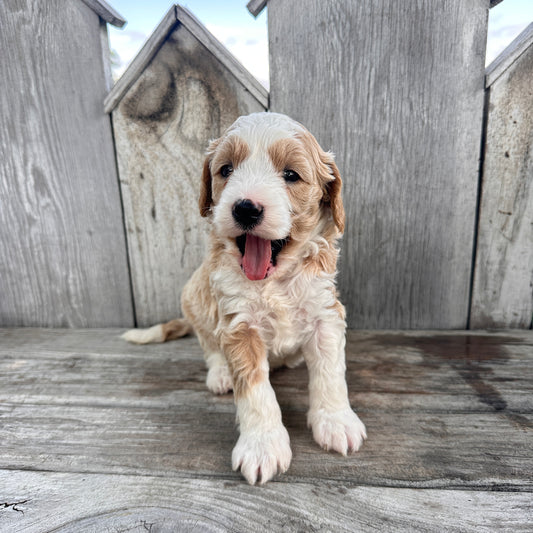 Mini-Goldendoodle-Puppy