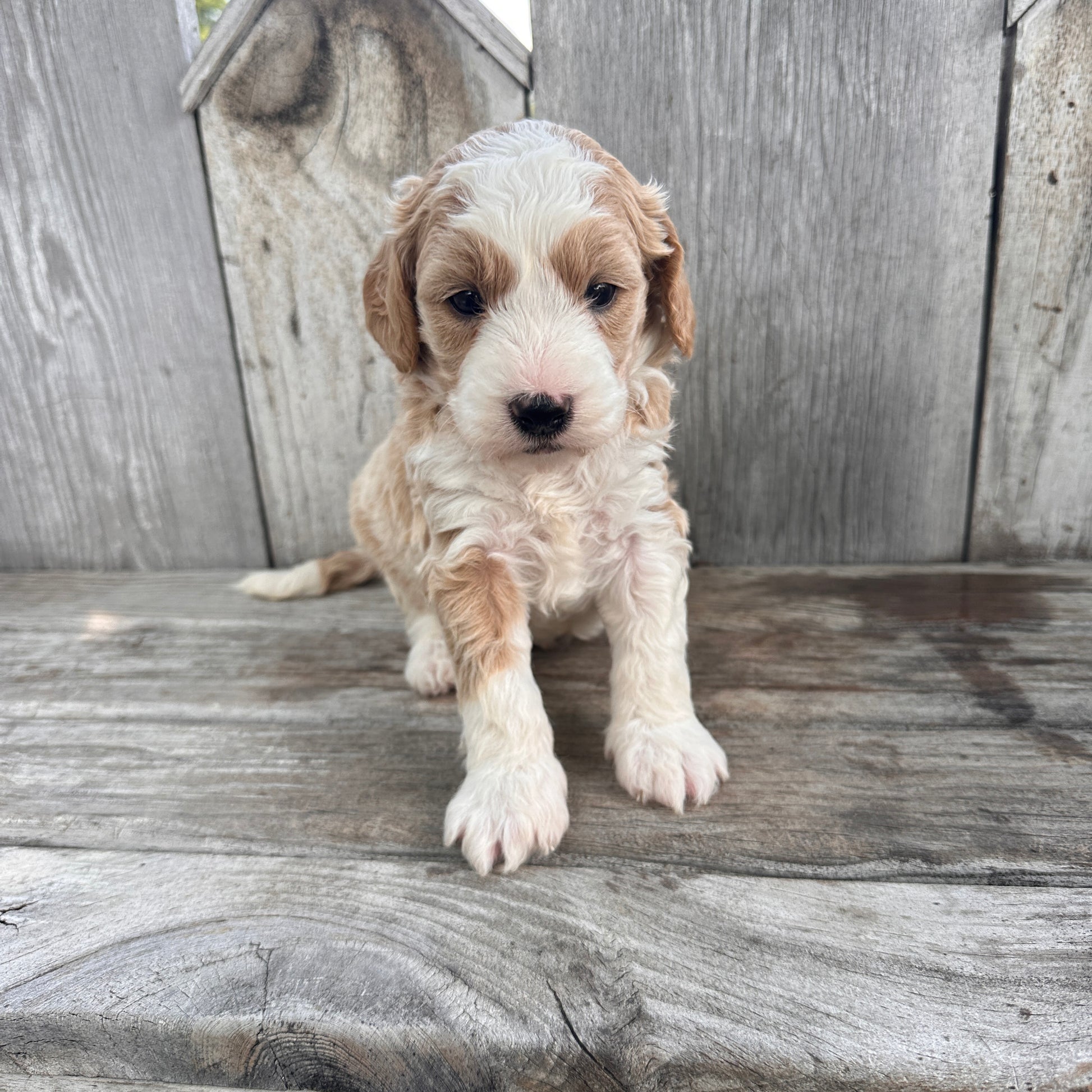 Mini-Goldendoodle-Puppy