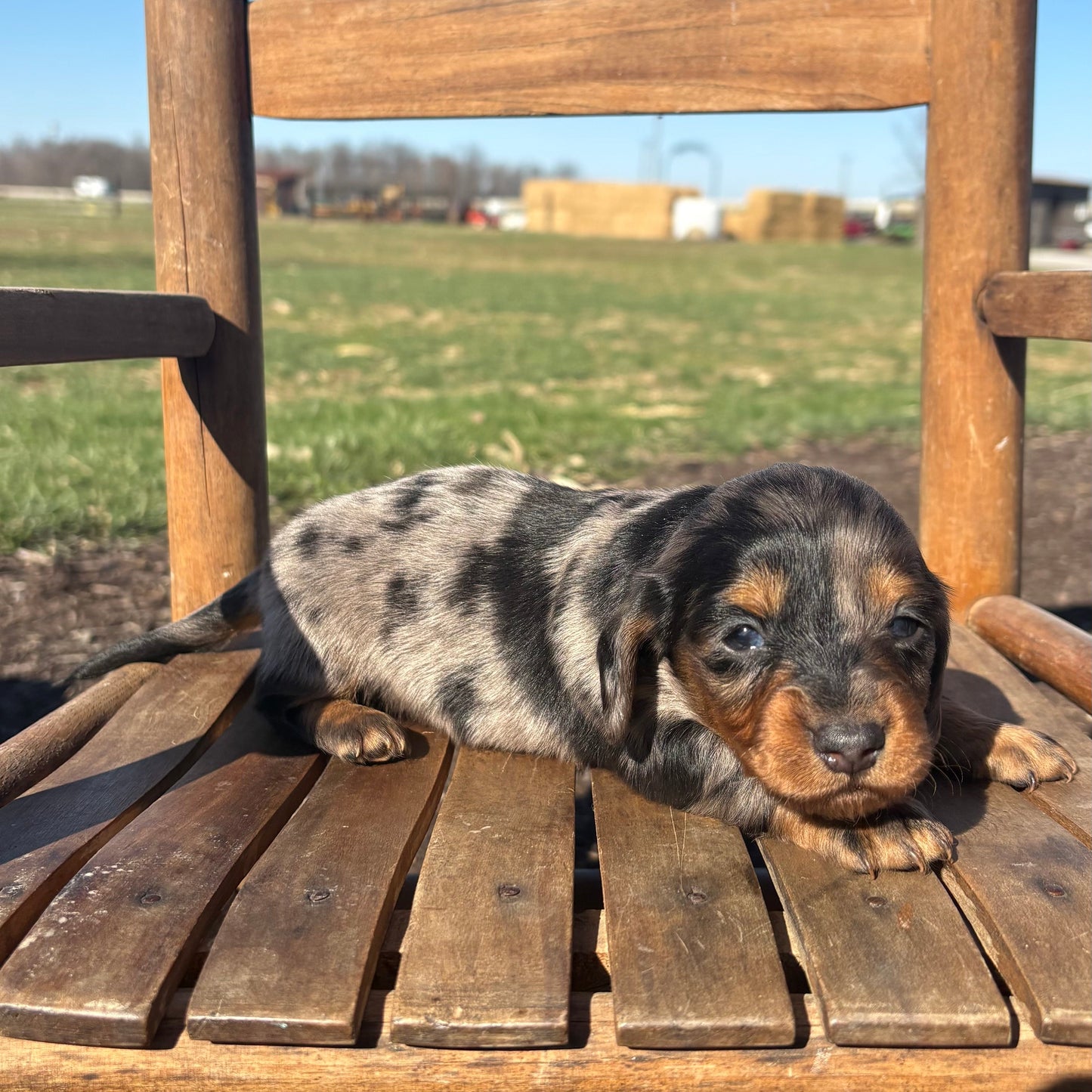 Mini Dachshund puppy sitting on a wooden chair with a field and blue sky in the background