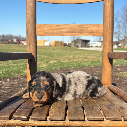 Dachshund puppy sitting on a wooden chair outdoors with a clear blue sky.