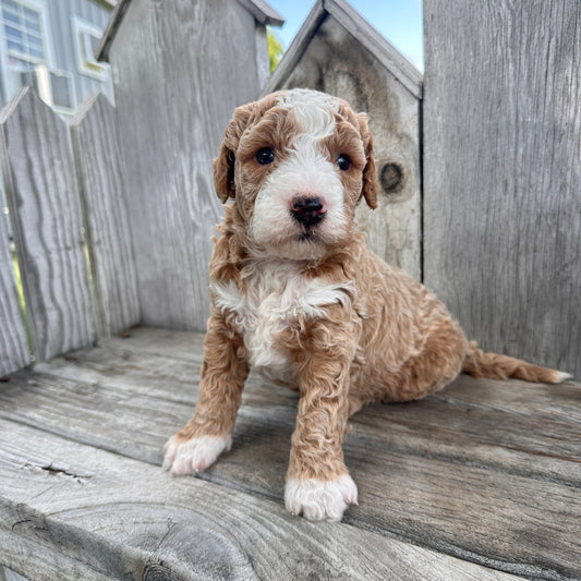 Mini-Goldendoodle-Puppy
