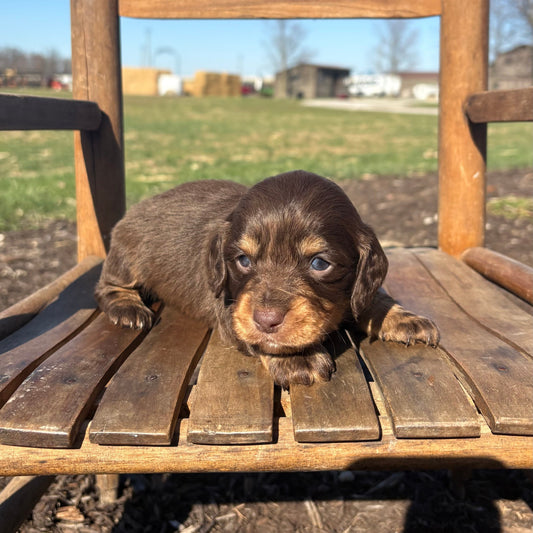 Mini Dachshund sitting on a wooden chair outdoors with a clear sky.