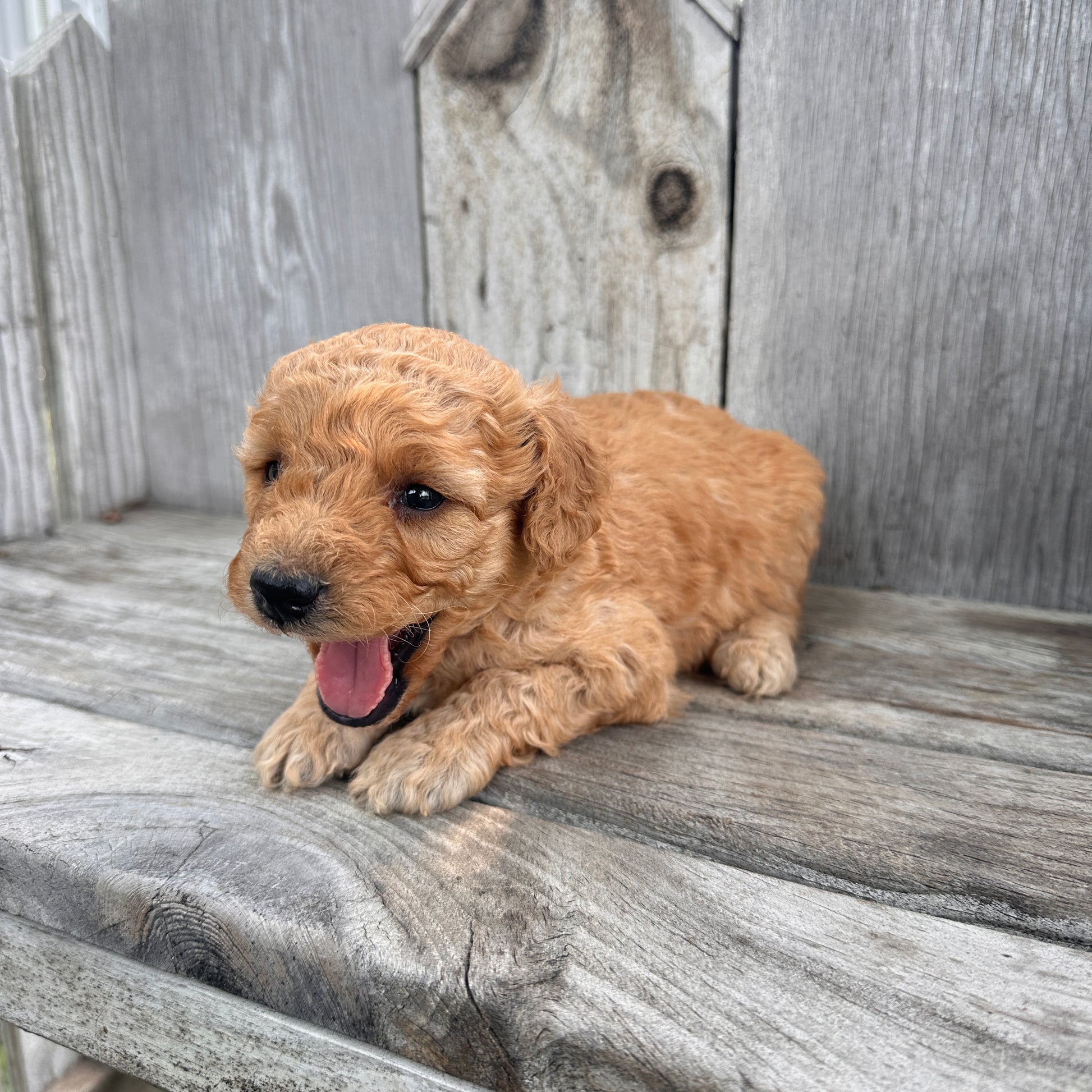 Mini-Goldendoodle-Puppy