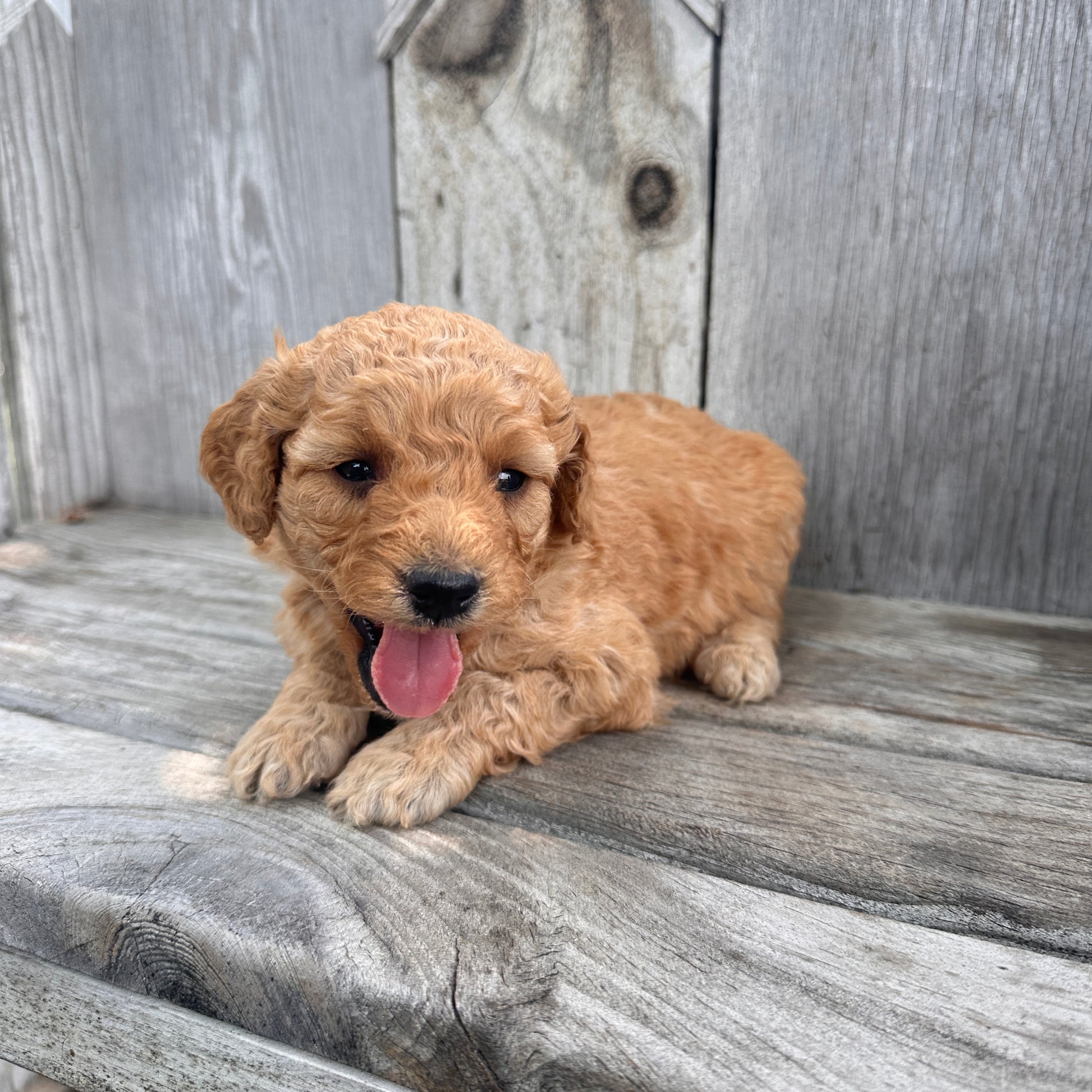 Mini-Goldendoodle-Puppy