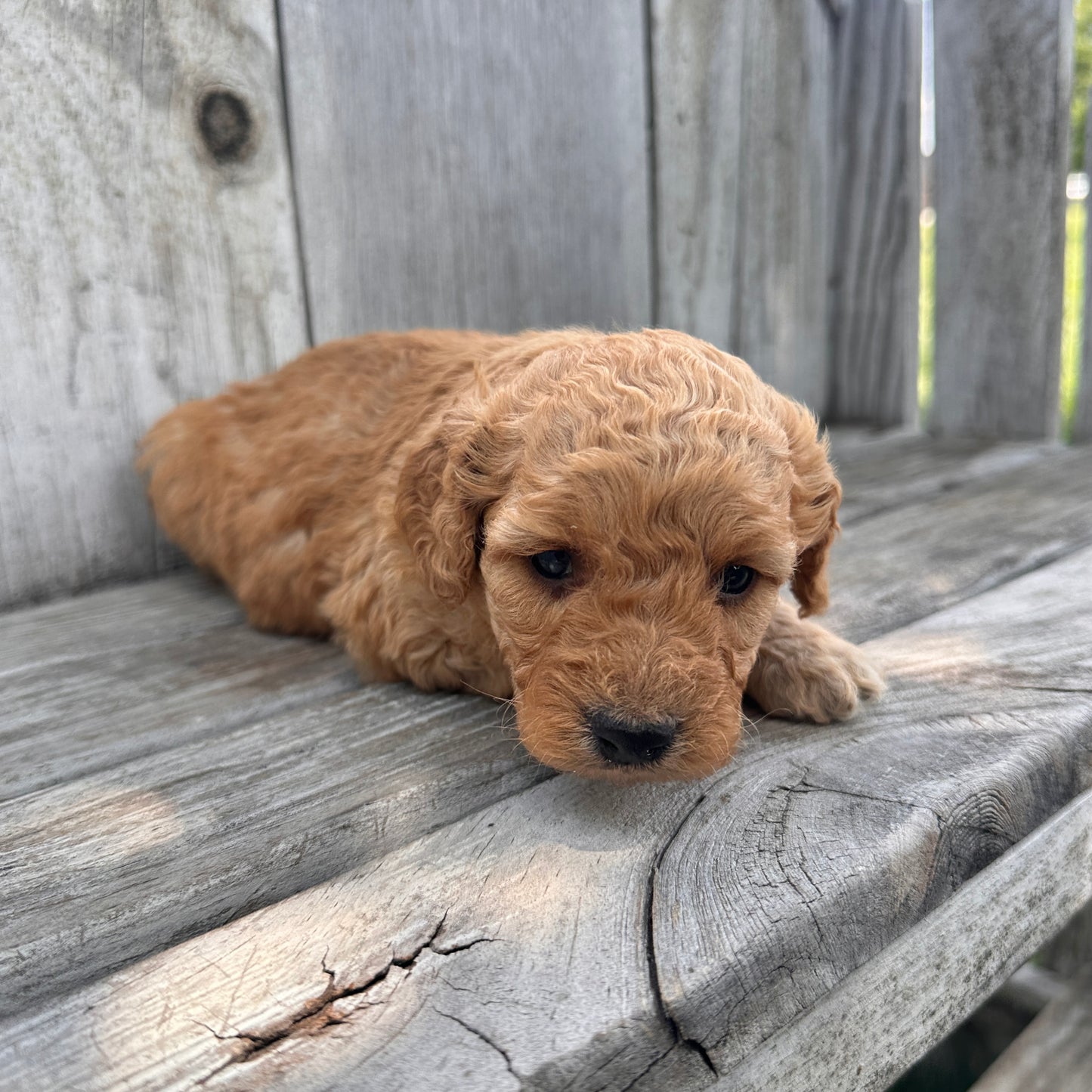 Mini-Goldendoodle-Puppy