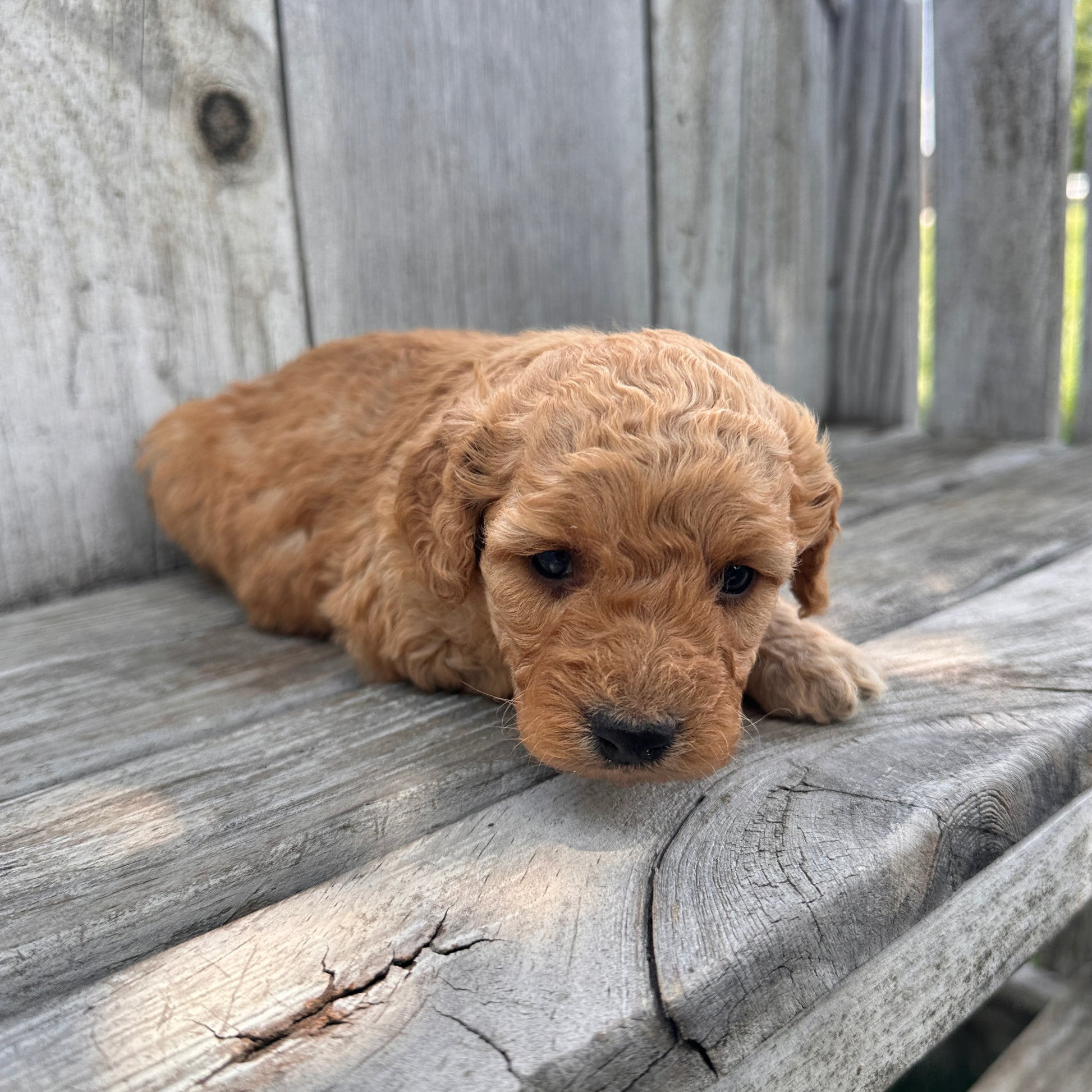 Mini-Goldendoodle-Puppy
