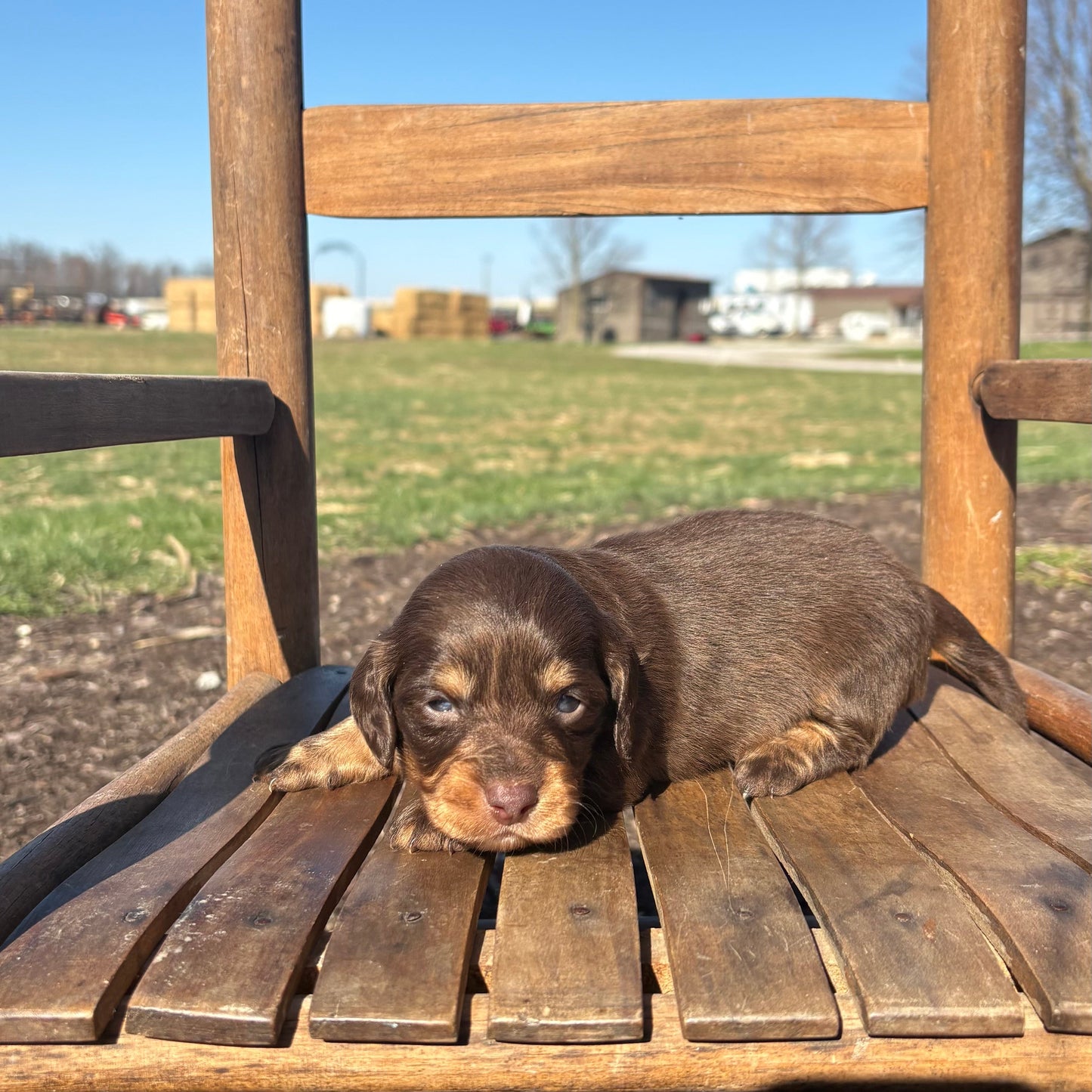 Mini Dachshund sitting on a wooden chair outdoors with a clear blue sky.