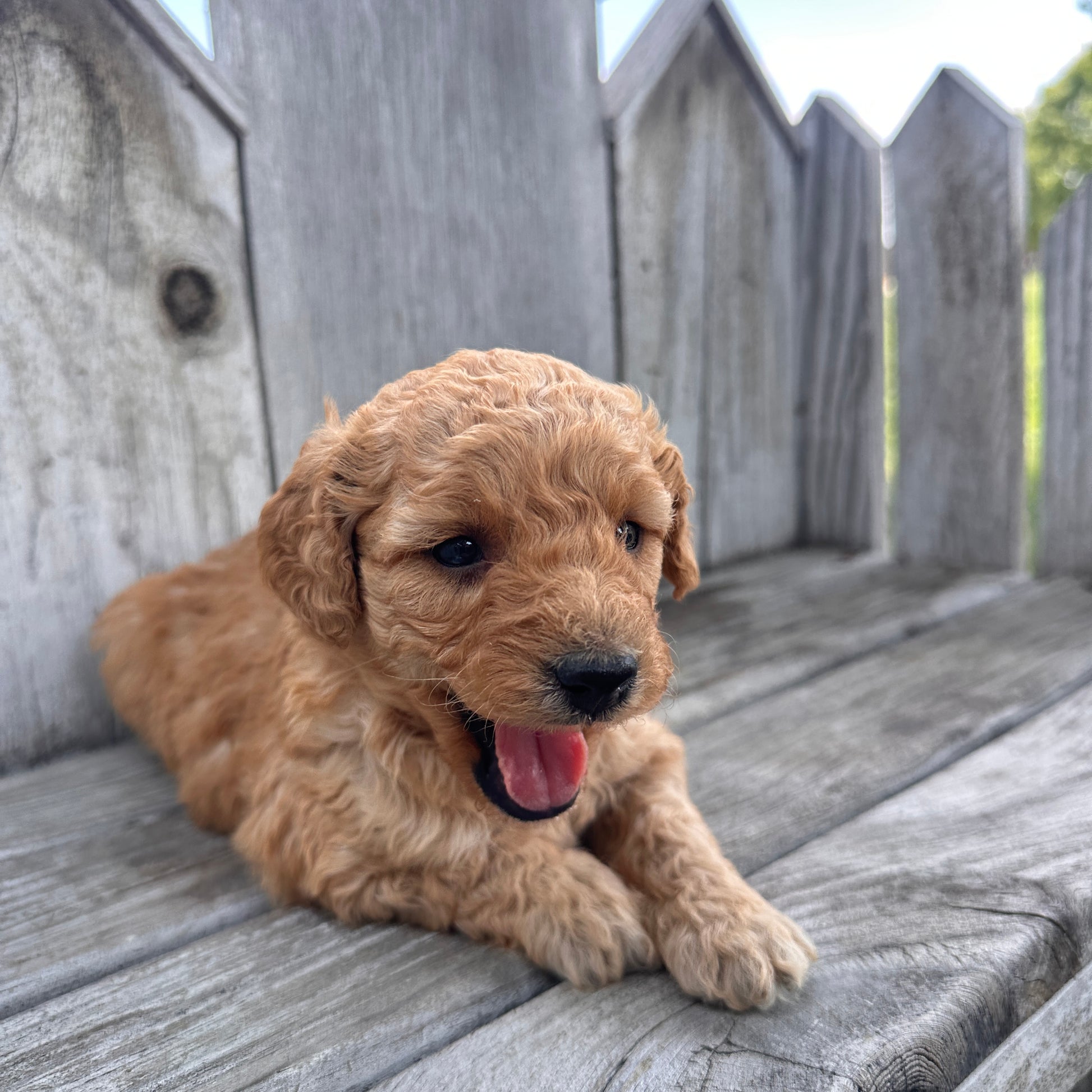 Mini-Goldendoodle-Puppy