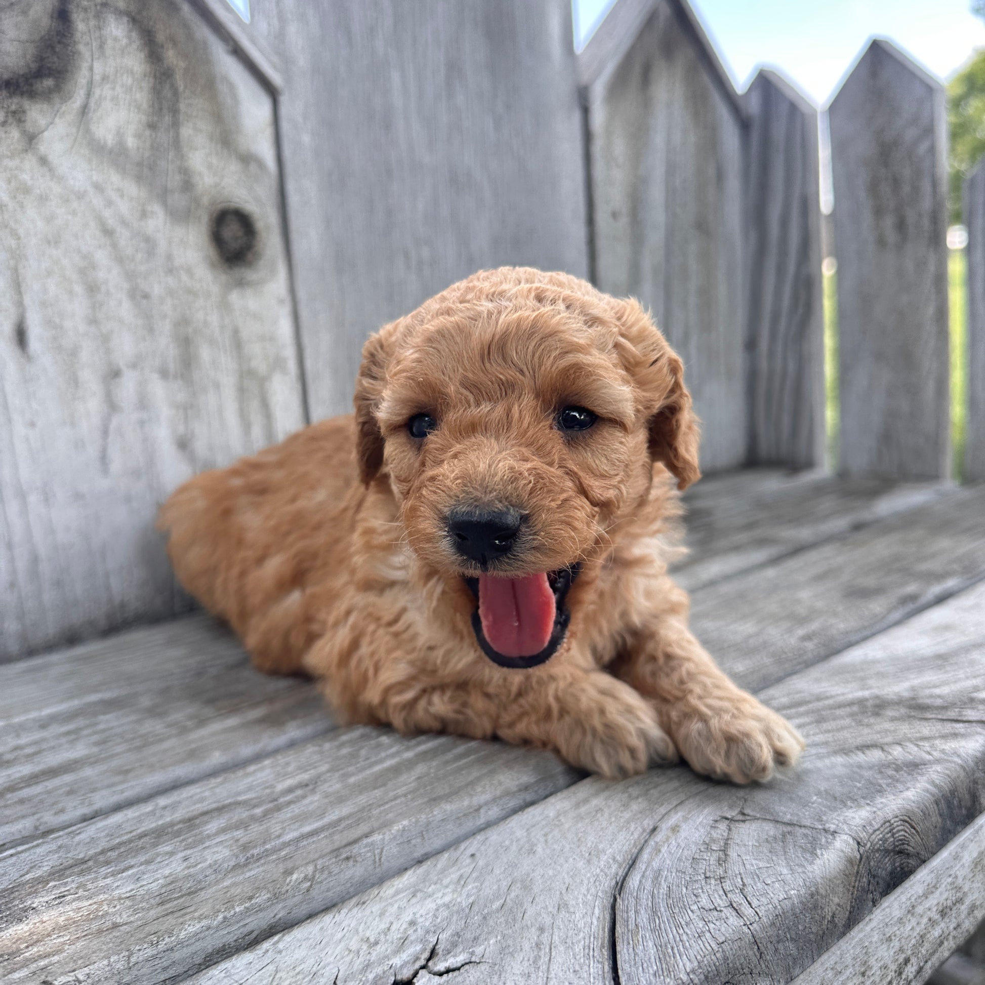 Mini-Goldendoodle-Puppy