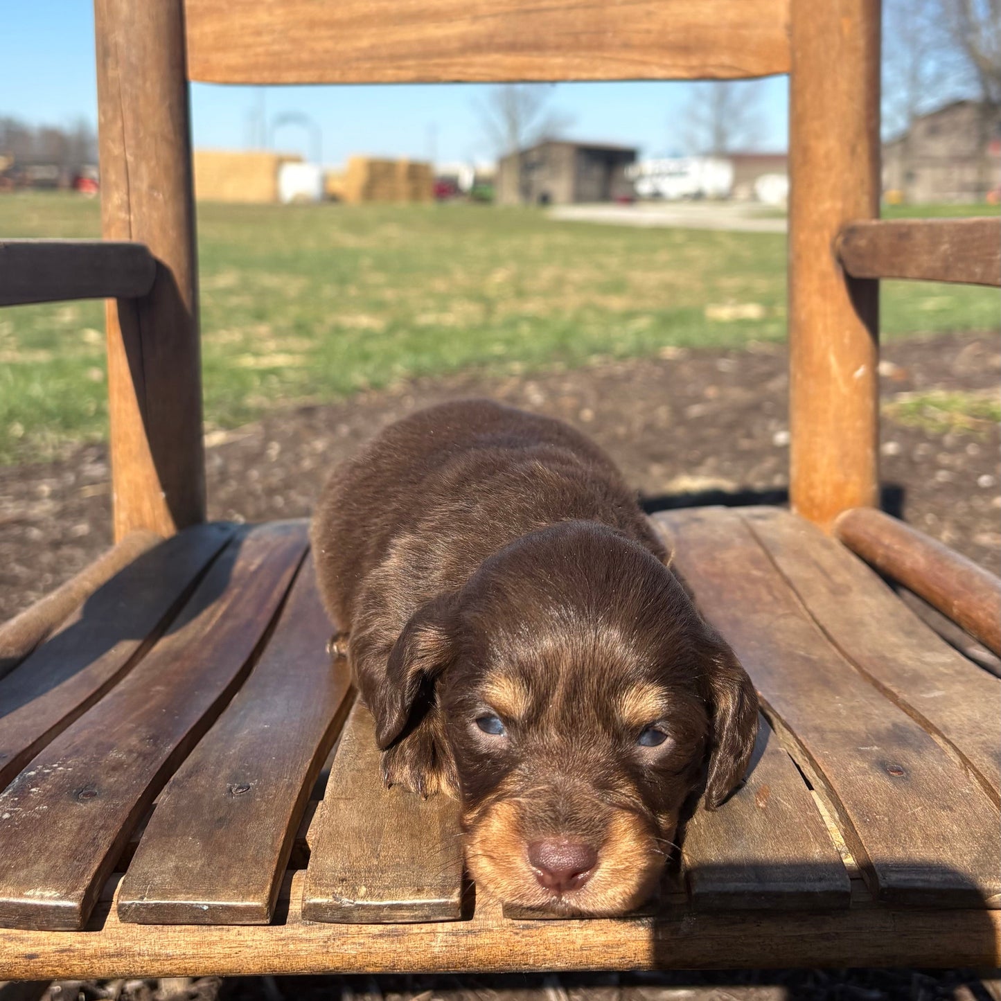 Mini Dachshund on a wooden chair outdoors with a clear blue sky.