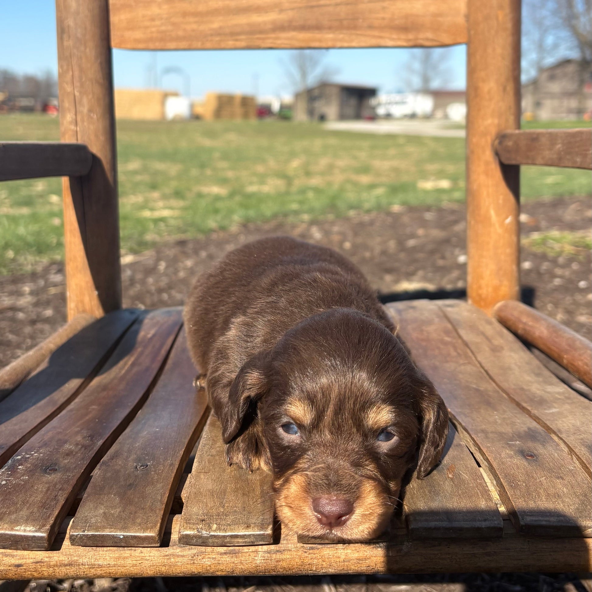 Mini Dachshund on a wooden chair outdoors with a clear blue sky.