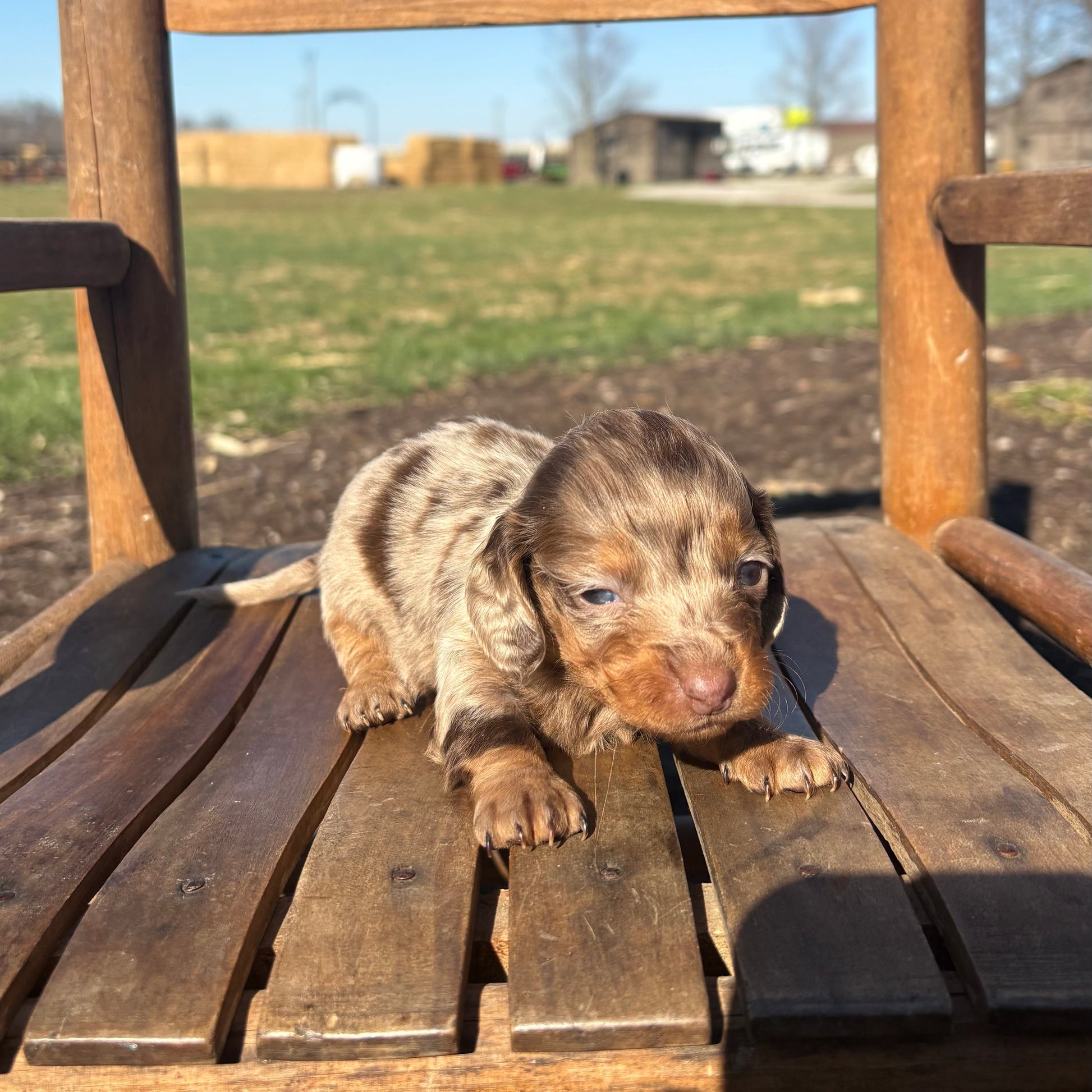 Mini Dachshund puppy on a wooden chair outdoors with a clear sky