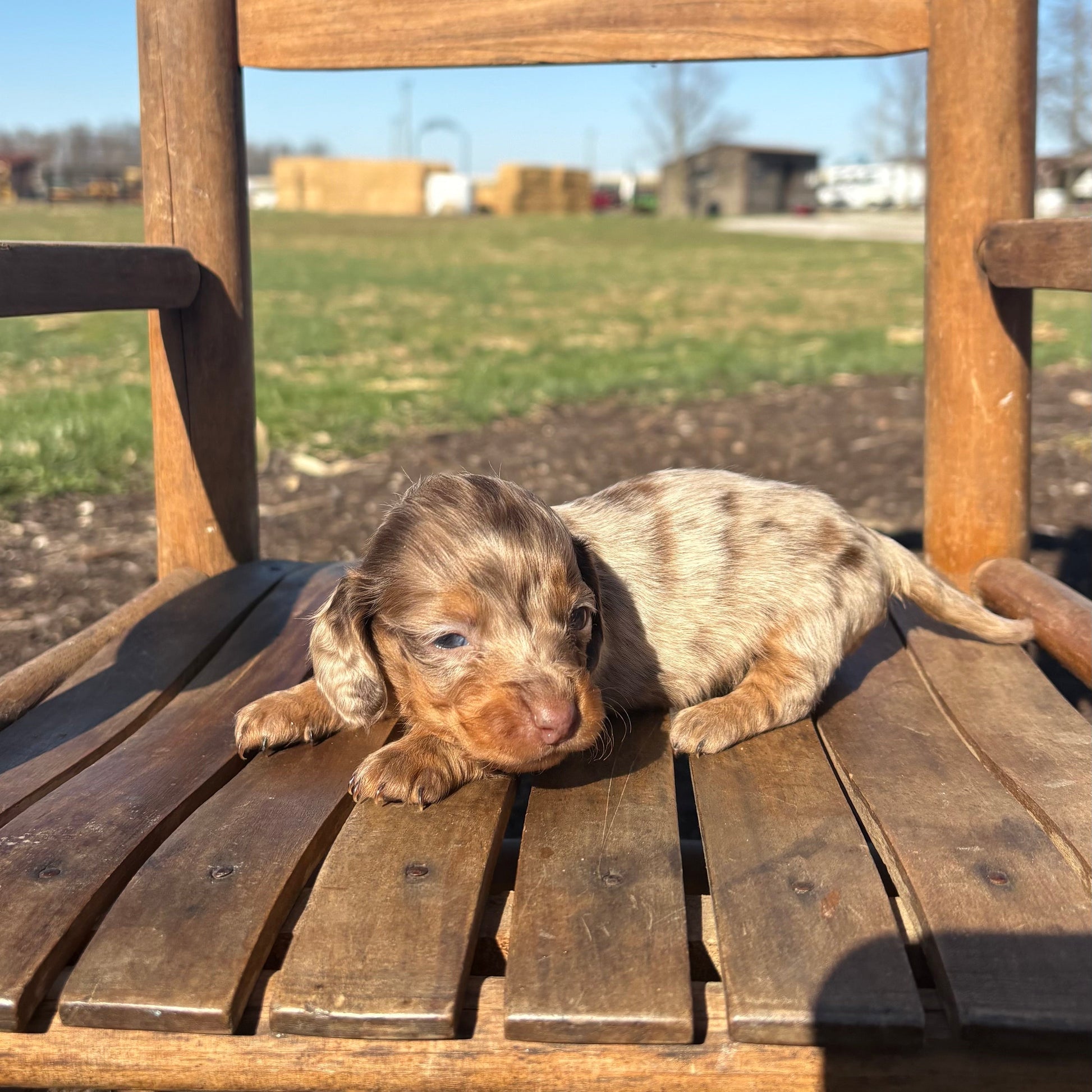 Mini Dachshund puppy lying on a wooden chair outdoors with a field and clear sky in the background