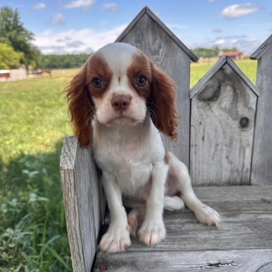 Cavalier_Pups