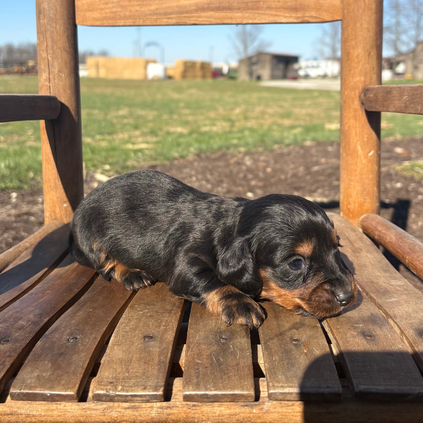 Mini Dachshund puppy sitting on a wooden chair outdoors with a clear blue sky.