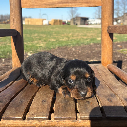 Mini Dachshund Puppy sitting on a wooden chair outdoors with a clear blue sky.
