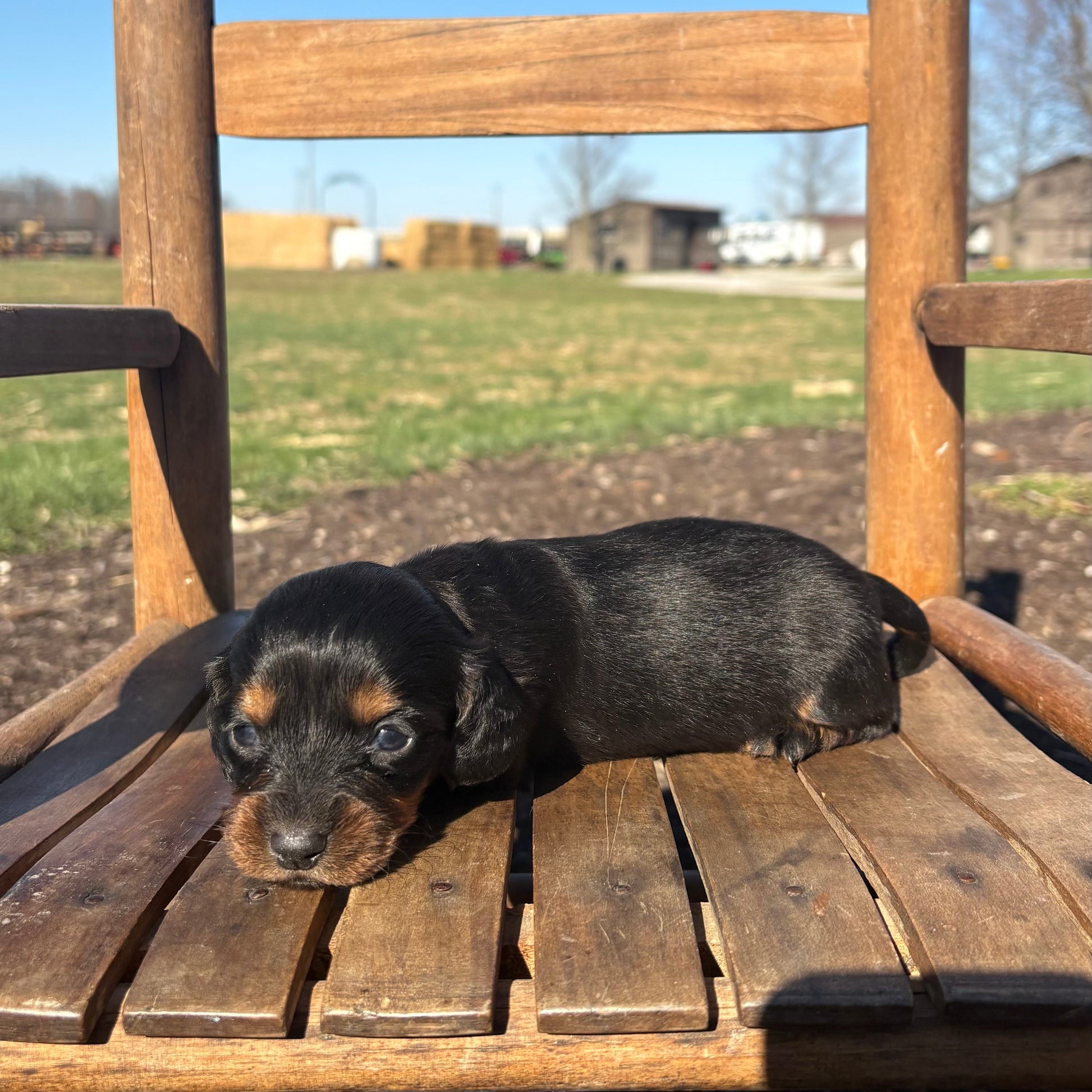 Mini Dachshund puppy sitting on a wooden chair outdoors with a clear blue sky.