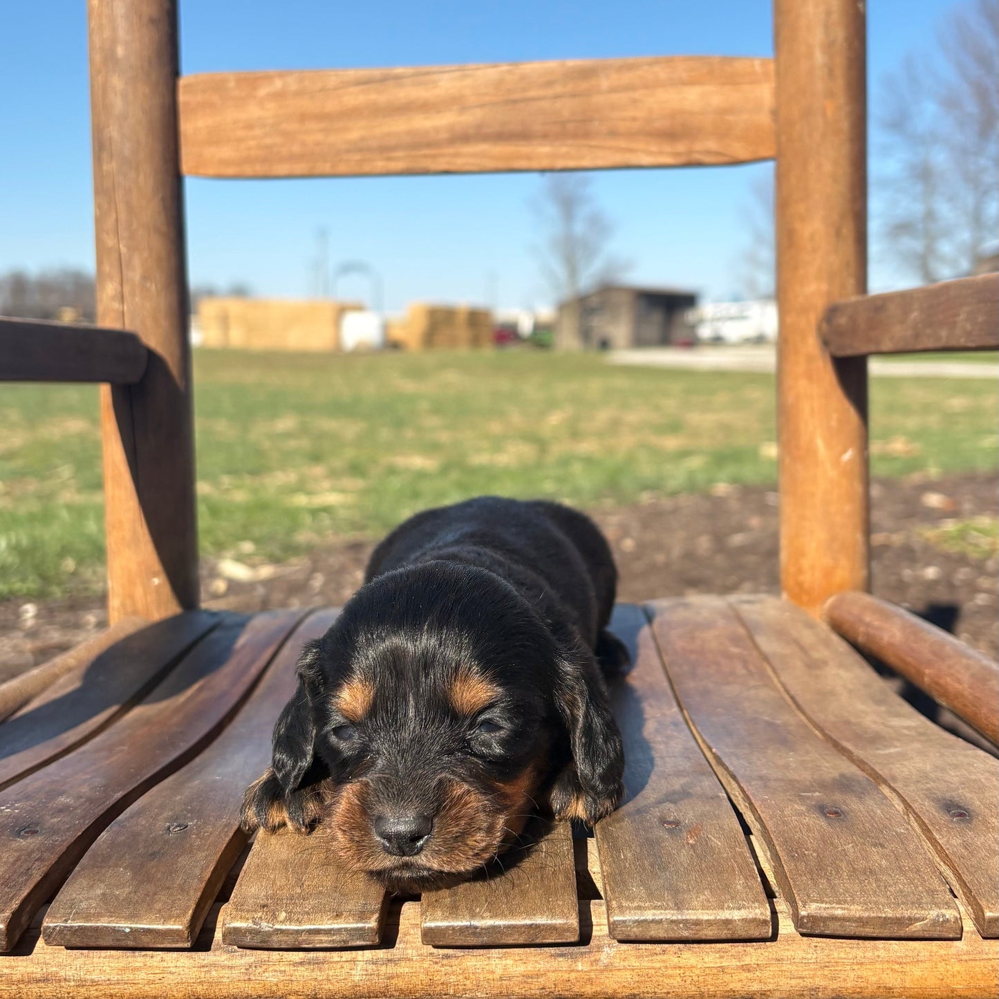 Mini Dachshund puppy sitting on a wooden chair outdoors with a clear blue sky.