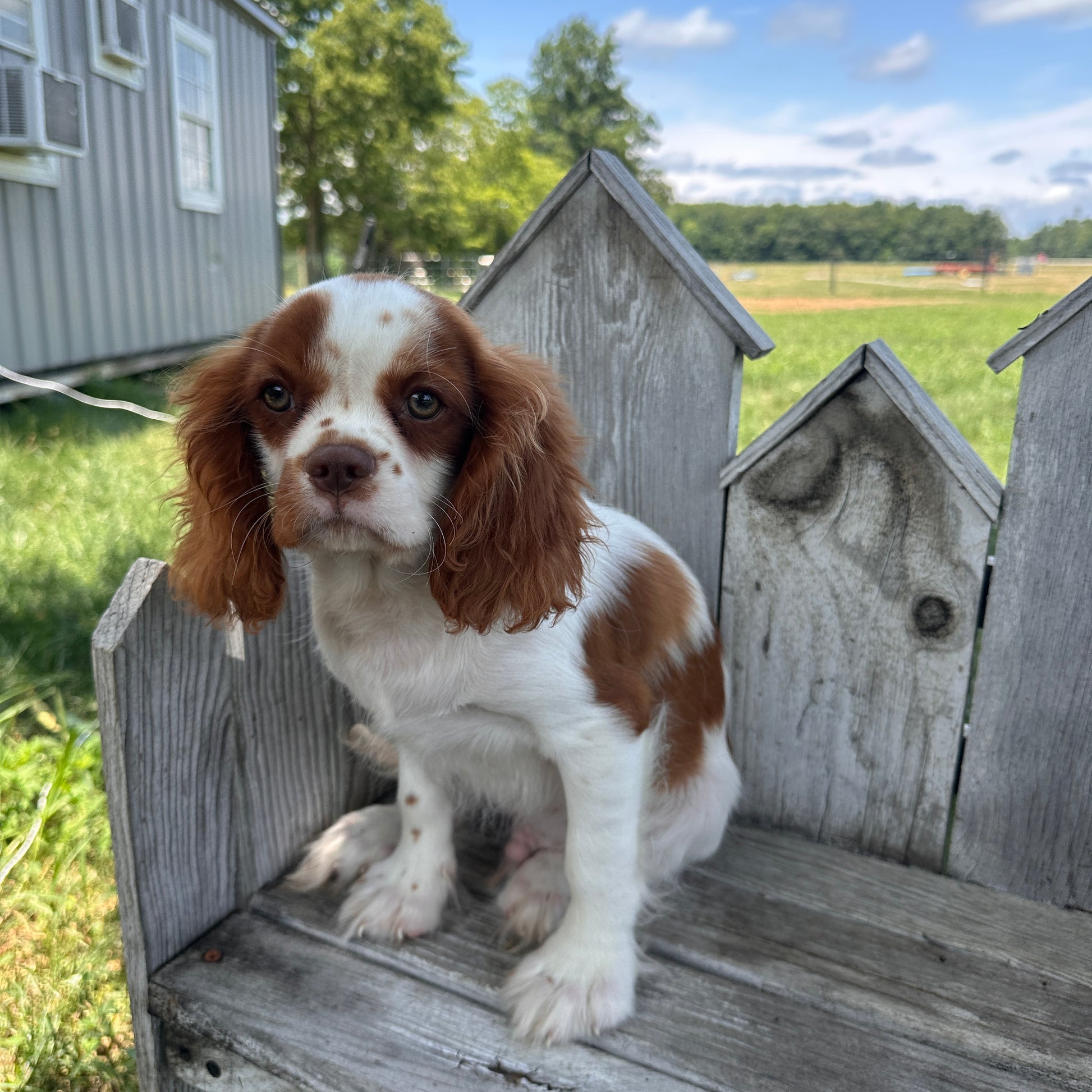 Cavalier_Breeder