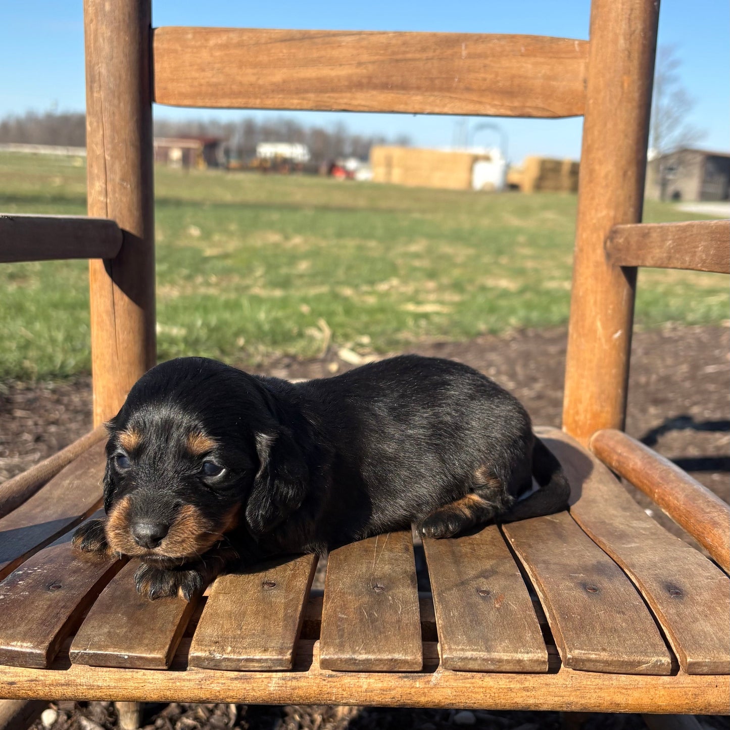 Mini Dachshund sitting on a wooden chair outdoors with a field and buildings in the background.