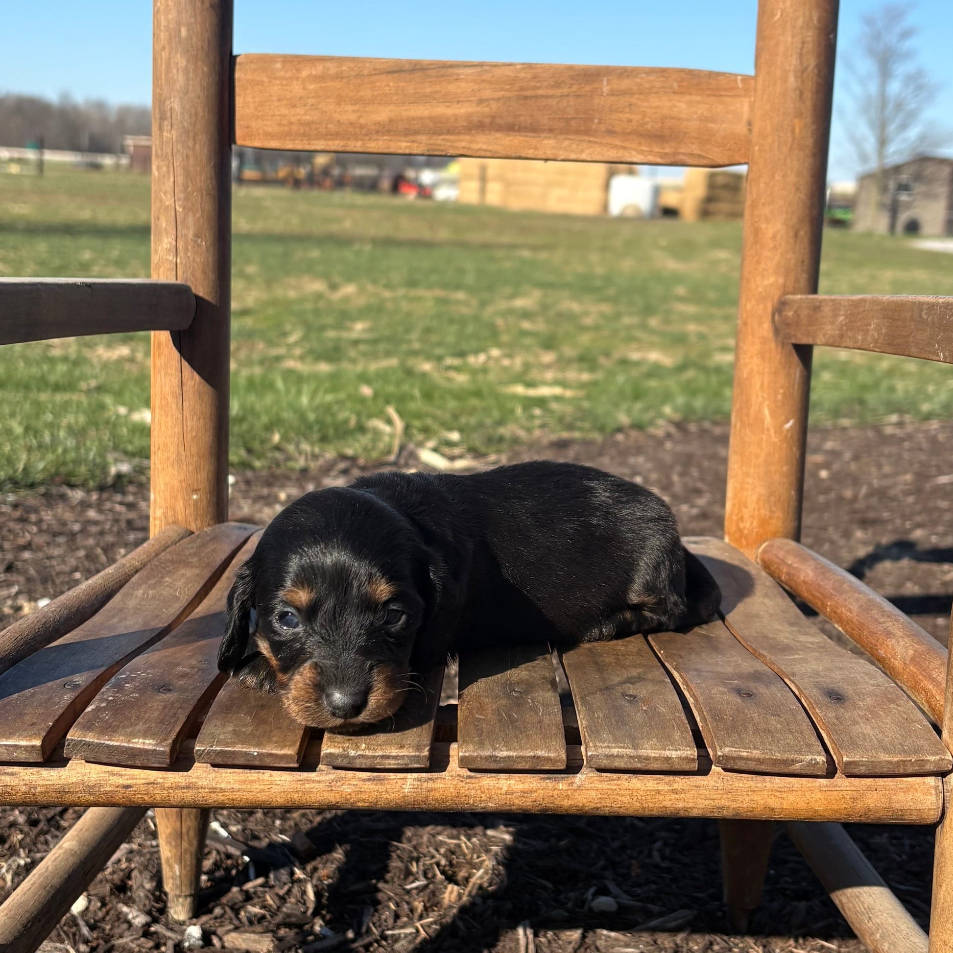 Mini Dachshund puppy sitting on a wooden chair outdoors with a clear blue sky.