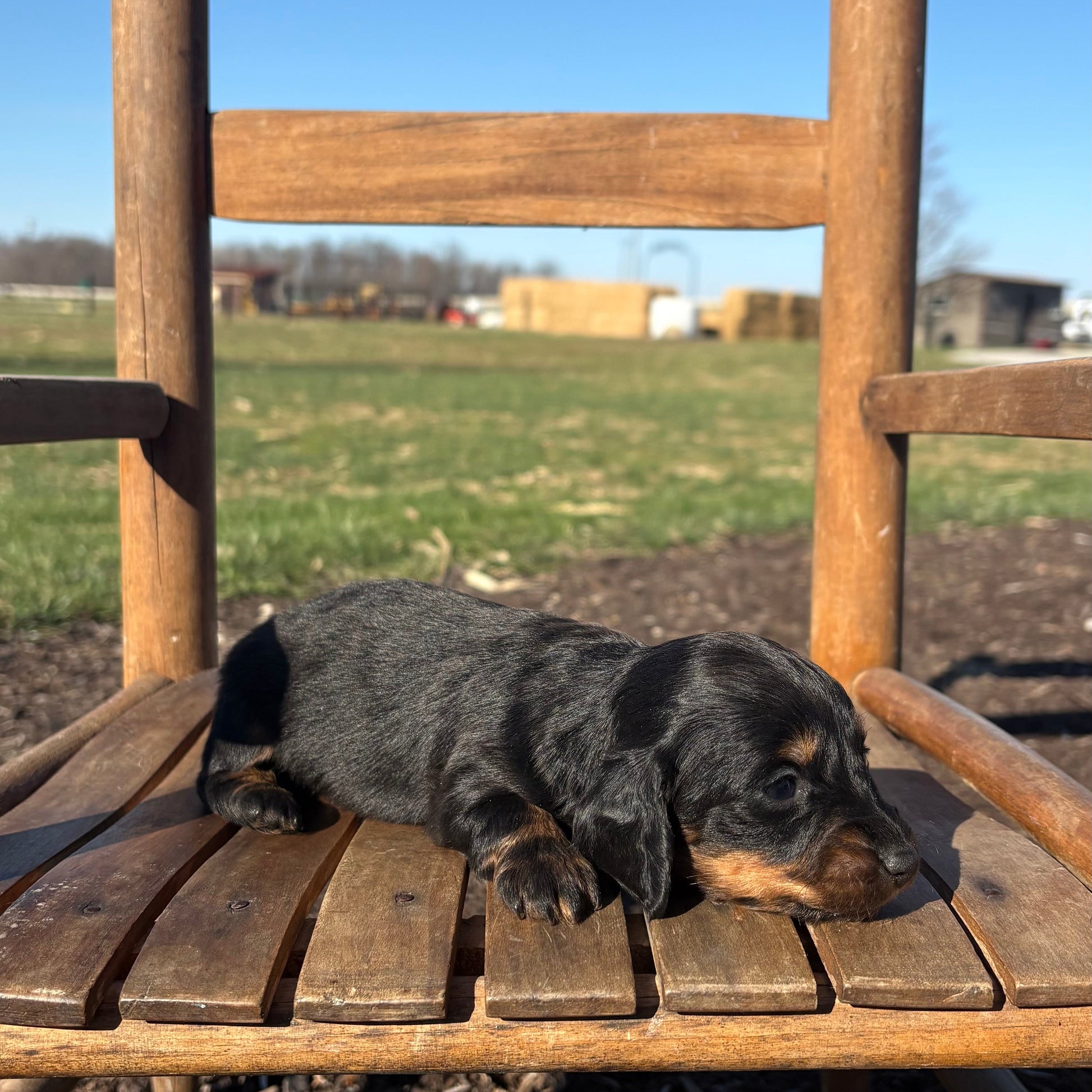 Mini Dachshund on a wooden chair with a field and blue sky in the background