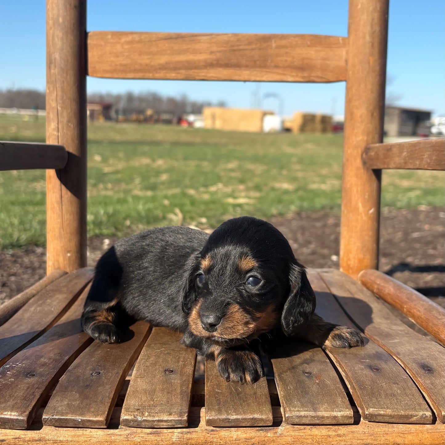 Mini Dachshund sitting on a wooden chair outdoors with a clear blue sky.
