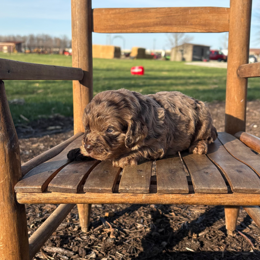 Cavapoo Puppy lying on a wooden chair outdoors with a grassy field and blue sky in the background.