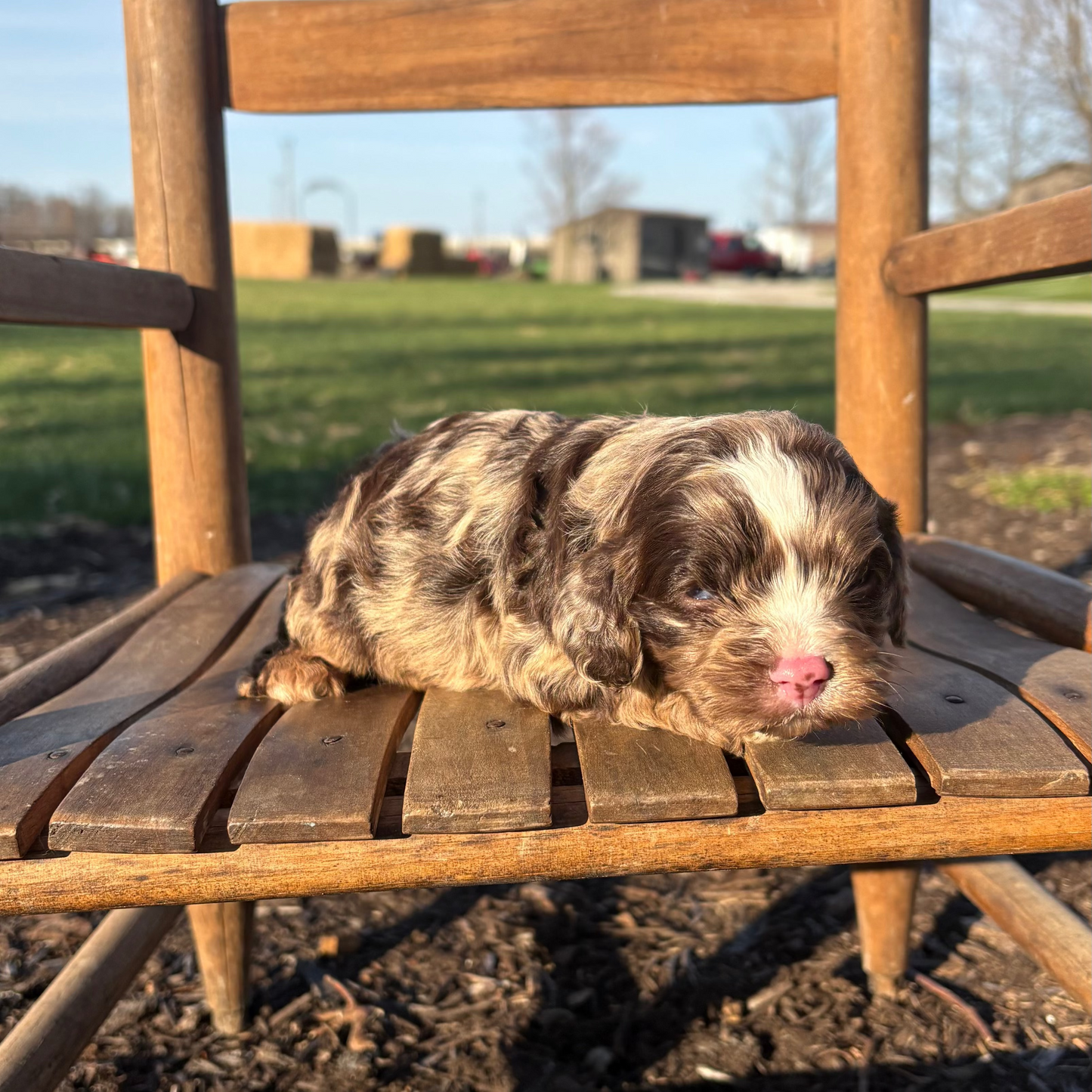 Cavapoo Puppy sitting on a wooden chair outdoors with a grassy field and blue sky in the background.