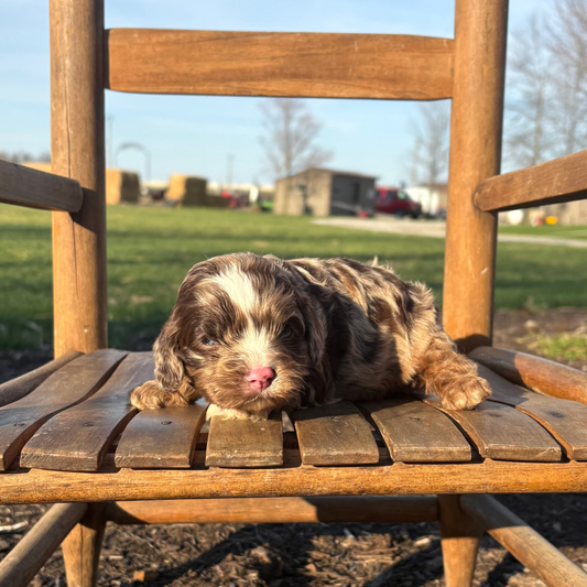 cavapoo puppy lying on a wooden chair outdoors with grass and sky in the background