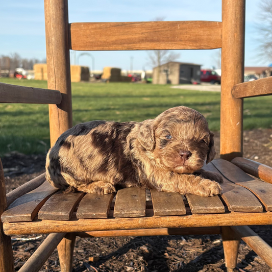 Cavapoo Puppy sitting on a wooden chair outdoors with a grassy field and blue sky in the background.