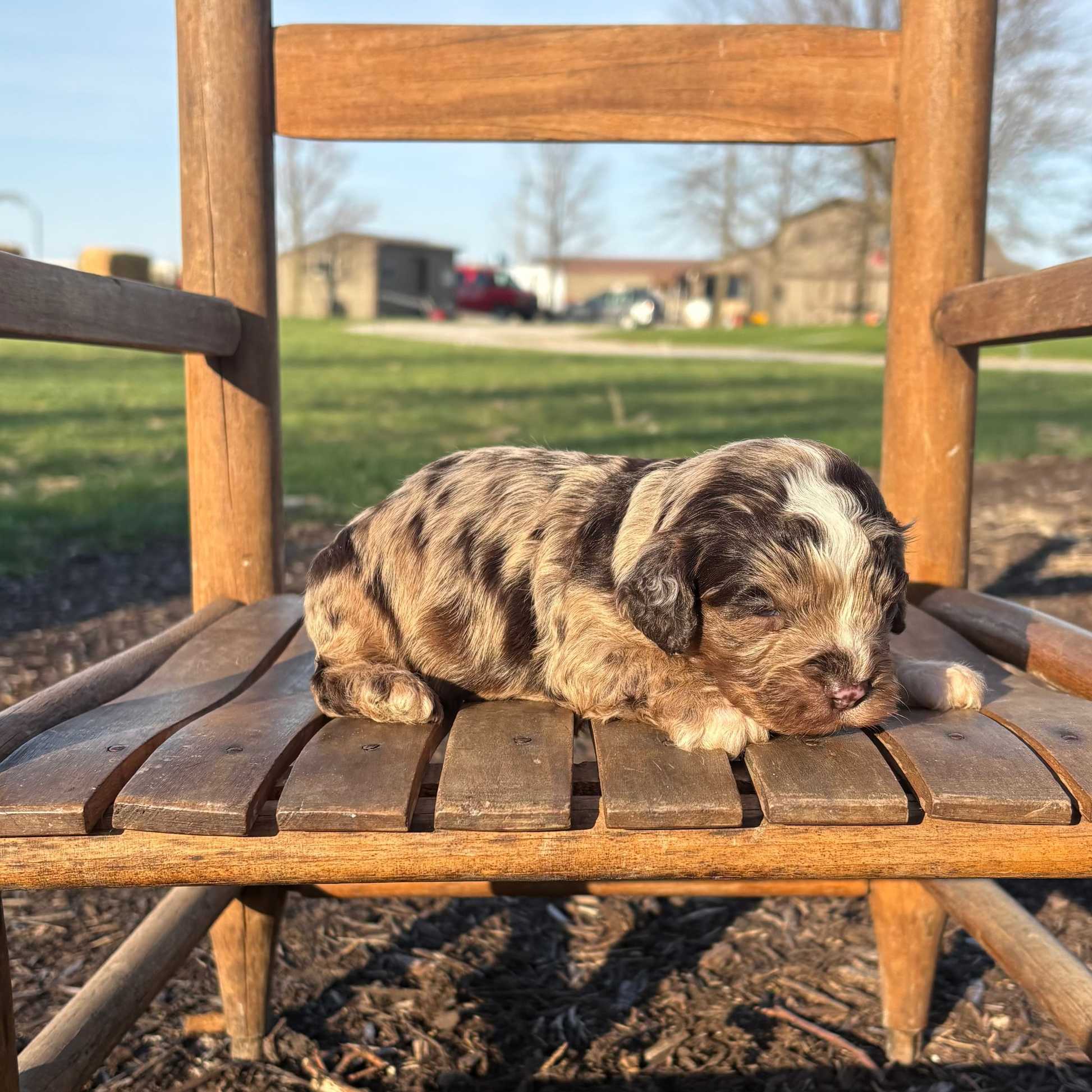 Cavapoo Puppy lying on a wooden chair outdoors with a clear sky.
