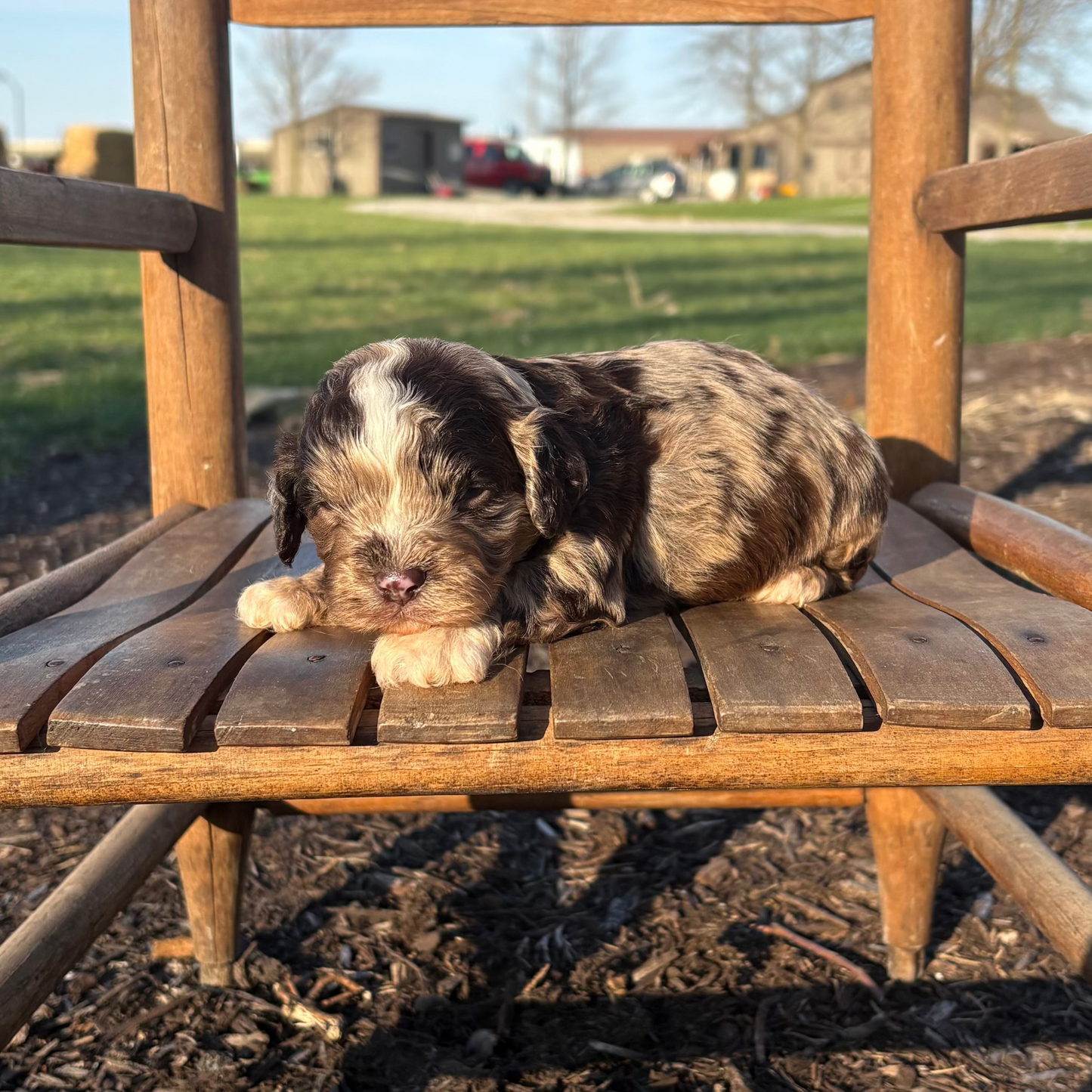 Cavapoo puppy sitting on a wooden chair outdoors with a clear sky