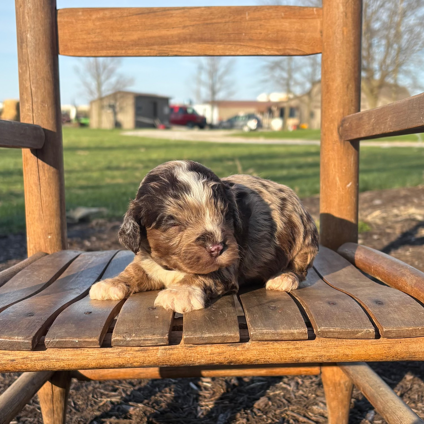 Cavapoo Puppy sitting on a wooden chair outdoors with a grassy area and blue sky in the background.