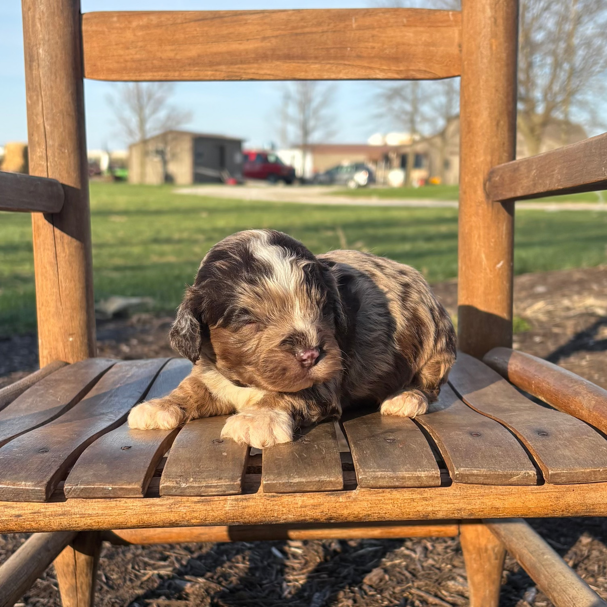 Cavapoo Puppy sitting on a wooden chair outdoors with a grassy area and blue sky in the background.