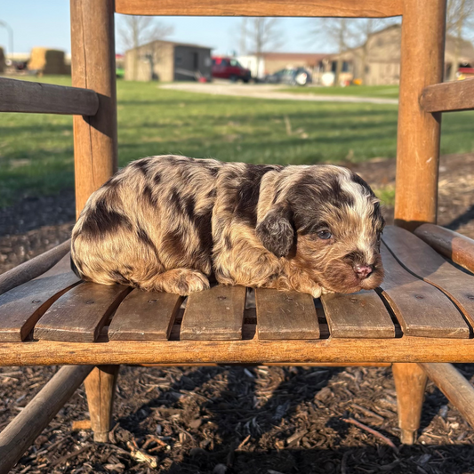 Cavapoo Puppy lying on a wooden chair outdoors with a rural background