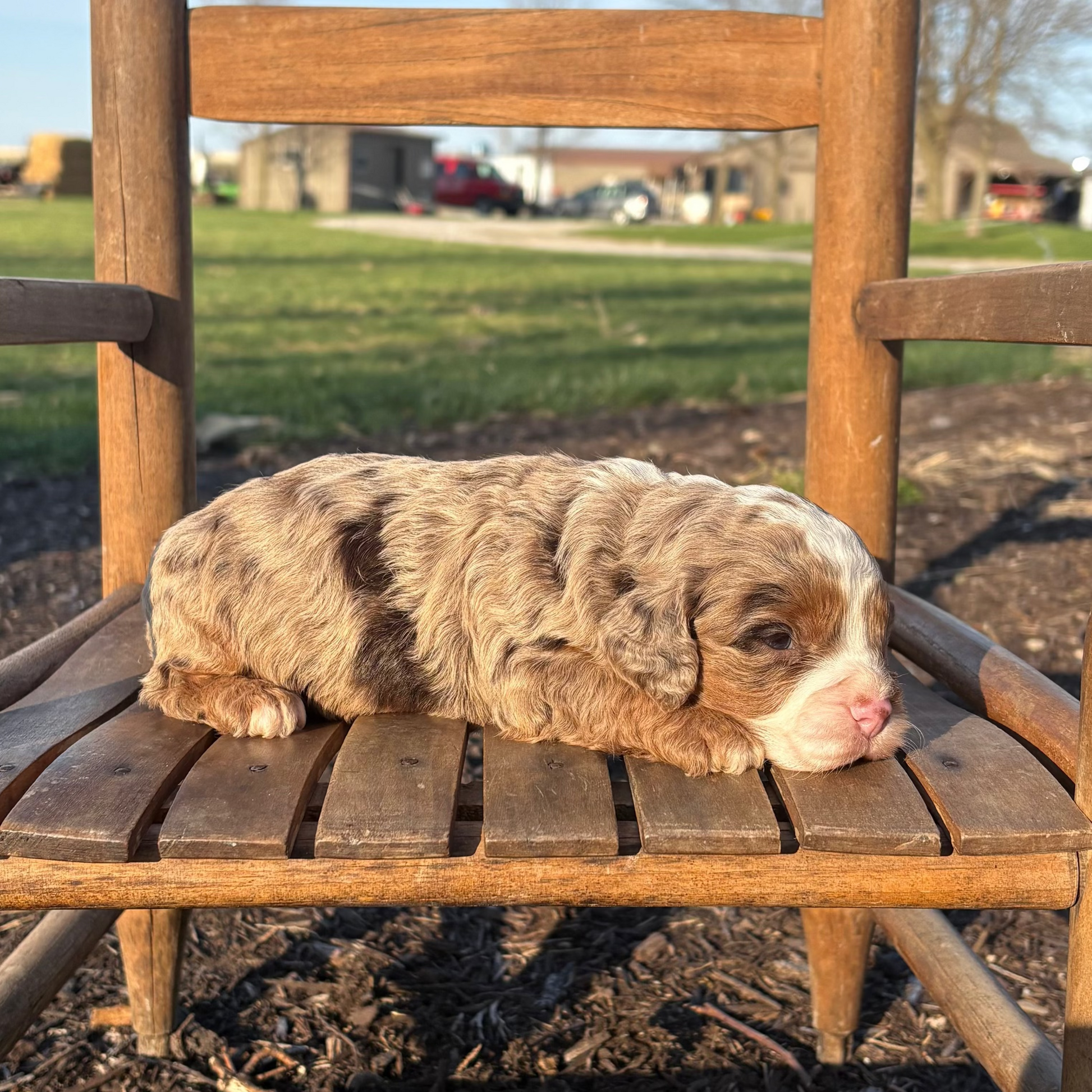Cavapoo-Puppy