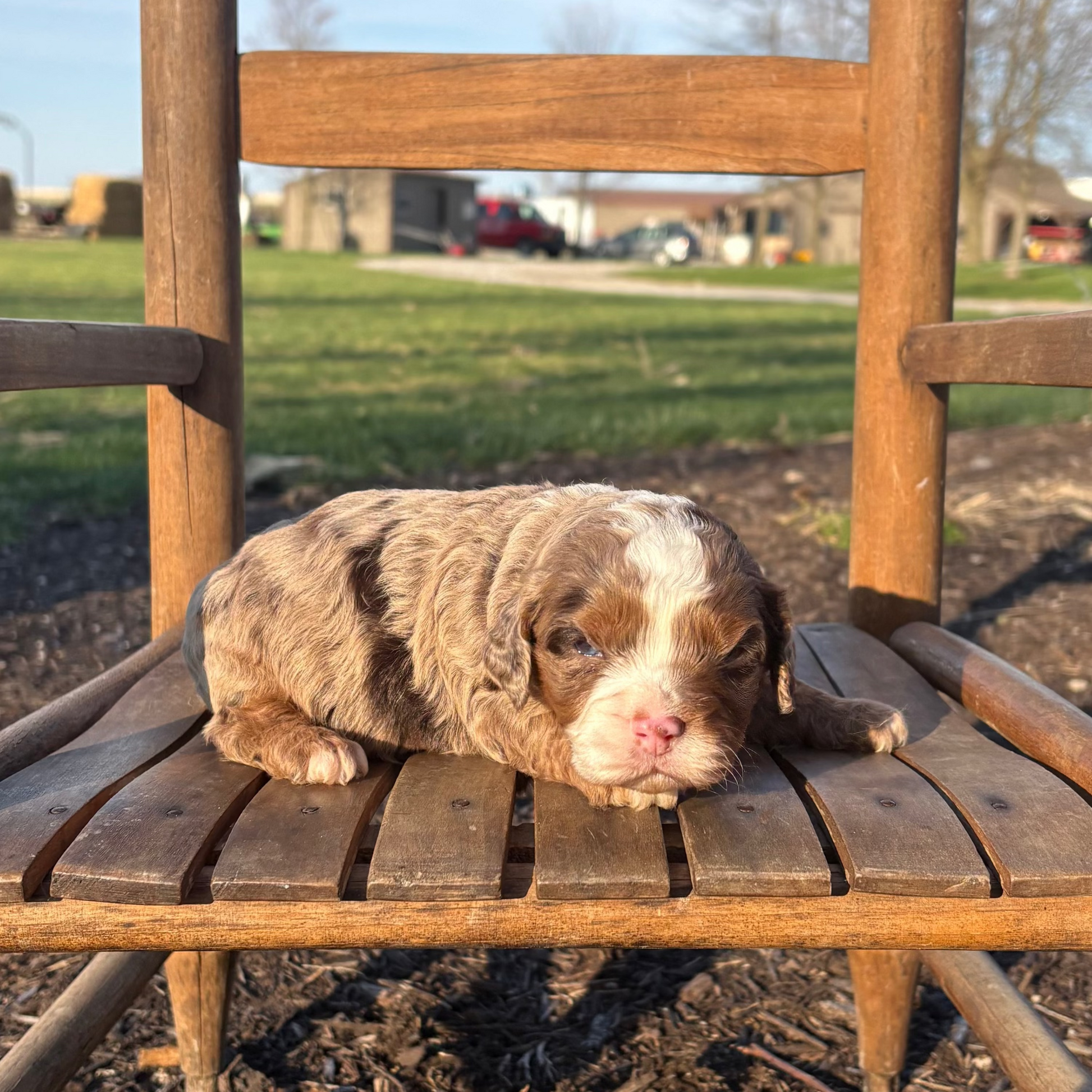 Cavapoo-Puppy