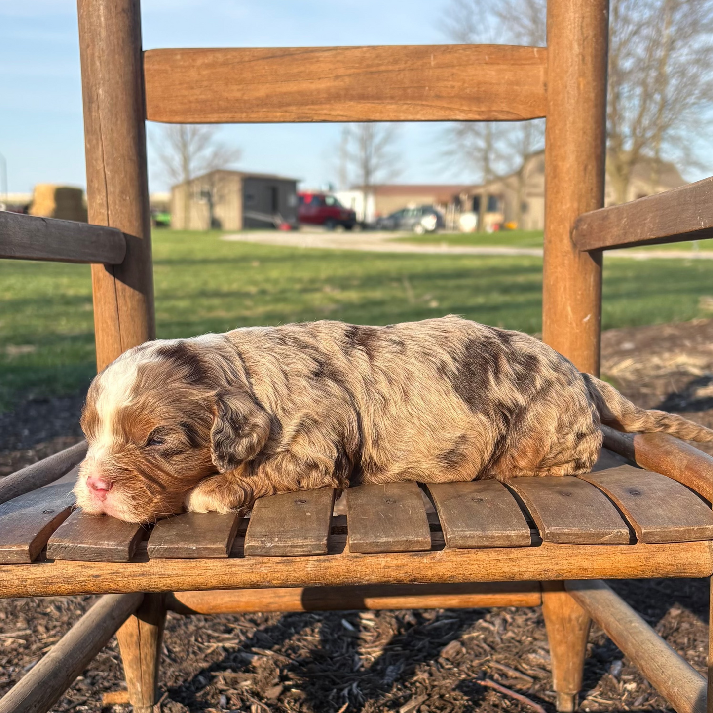 Cavapoo-Puppy