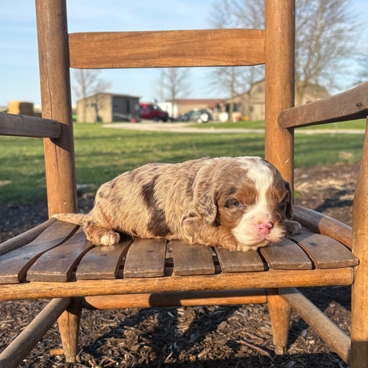 Cavapoompuppy lying on a wooden chair outdoors with a clear sky