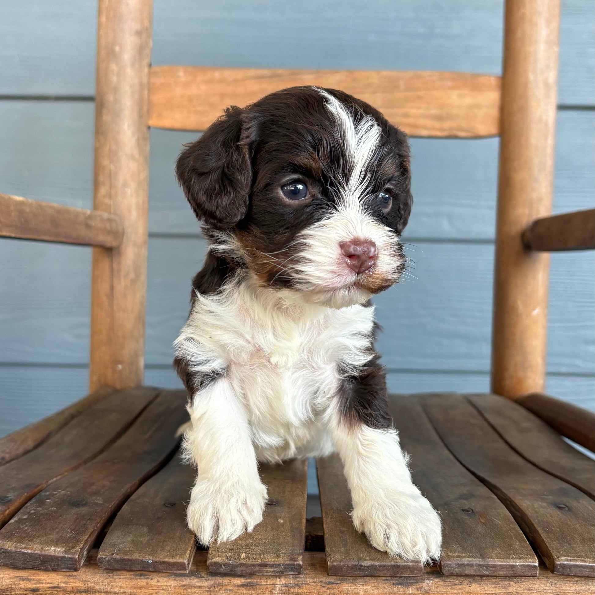 Cavapoo Puppy sitting on a wooden chair against a gray wall