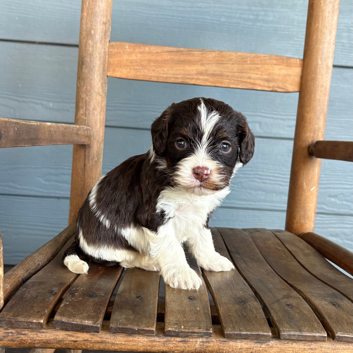 Cavapoo puppy sitting on a wooden chair against a blue wall.