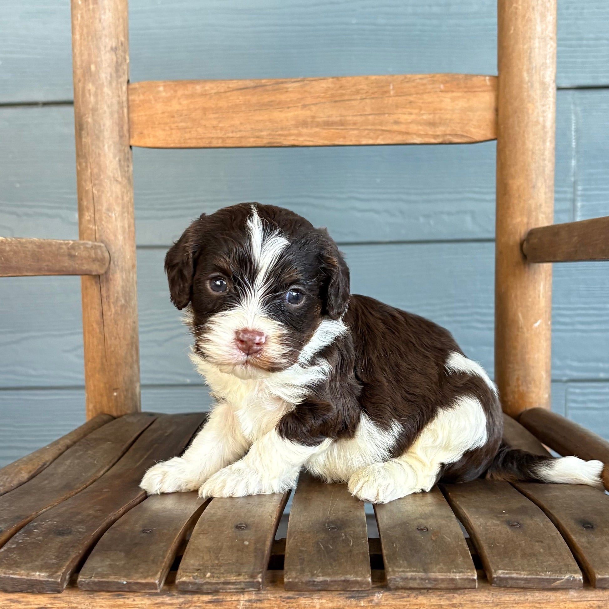 Cavapoo Puppy sitting on a wooden chair against a blue wooden wall.