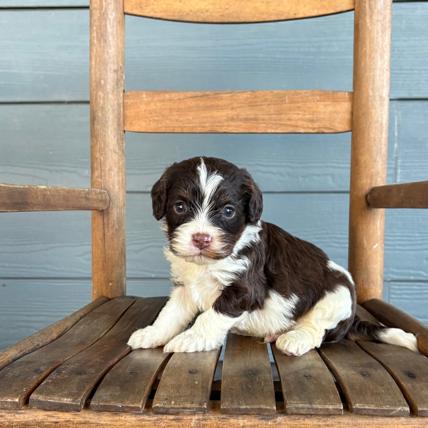 Cavapoo Puppy sitting on a wooden chair against a blue wooden wall.