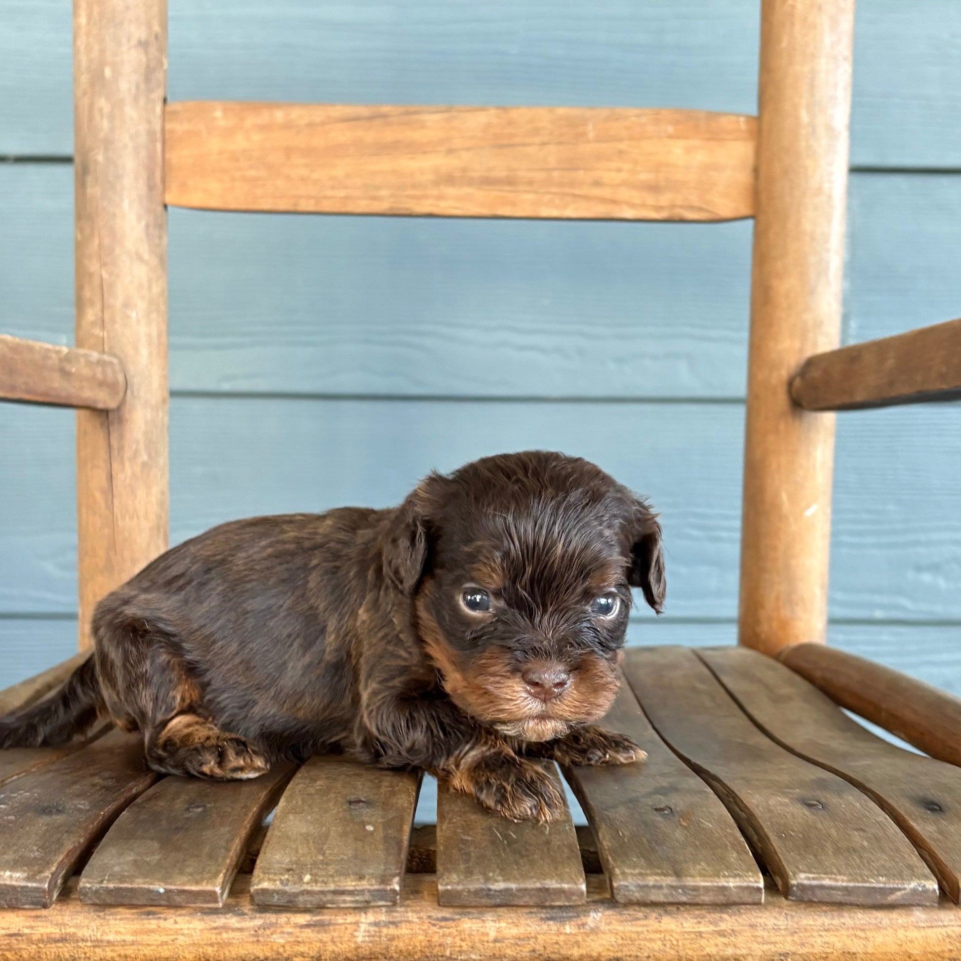 Cavapoo puppy sitting on a wooden chair against a blue wall.