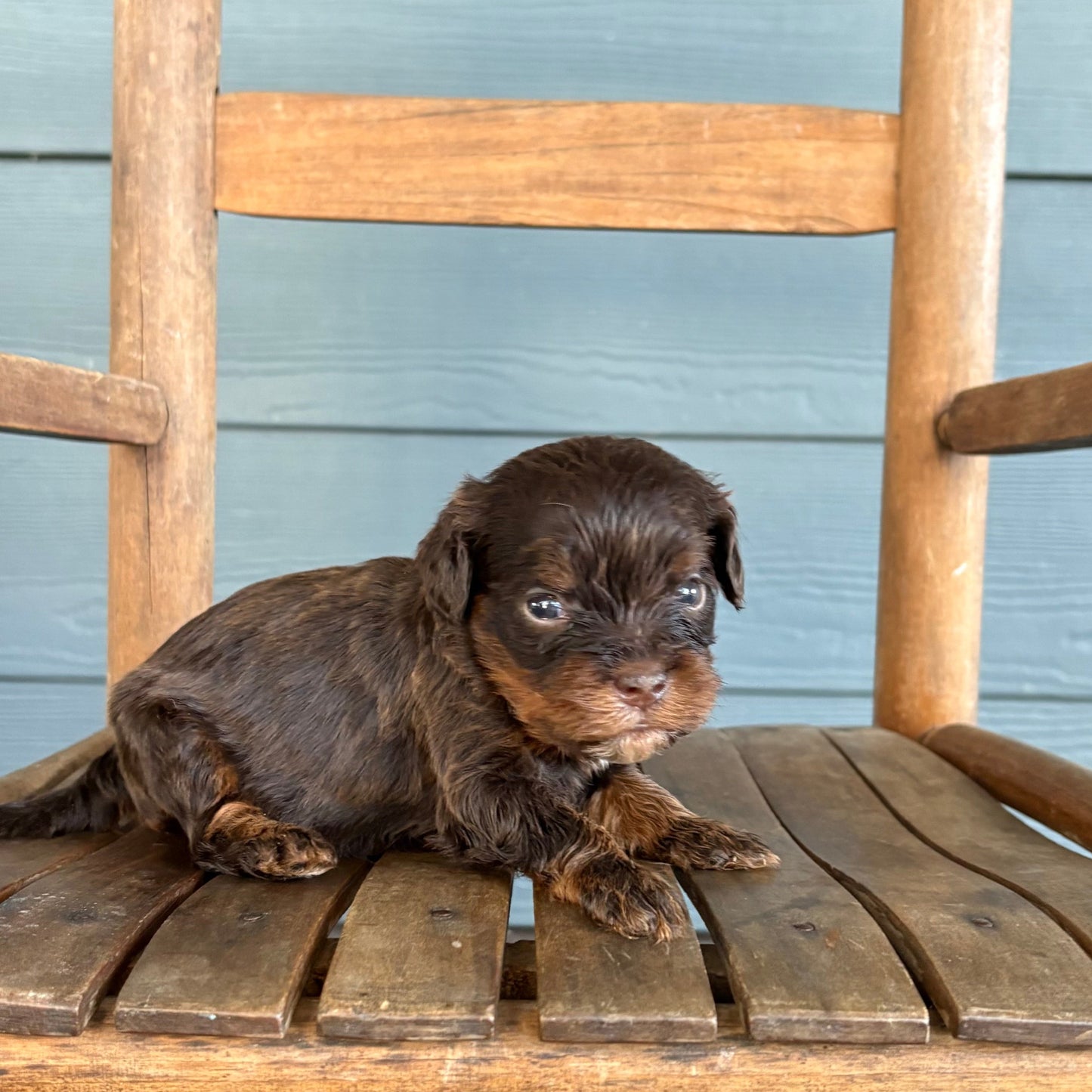 Small brown cavapoo puppy sitting on a wooden chair against a gray wooden wall.