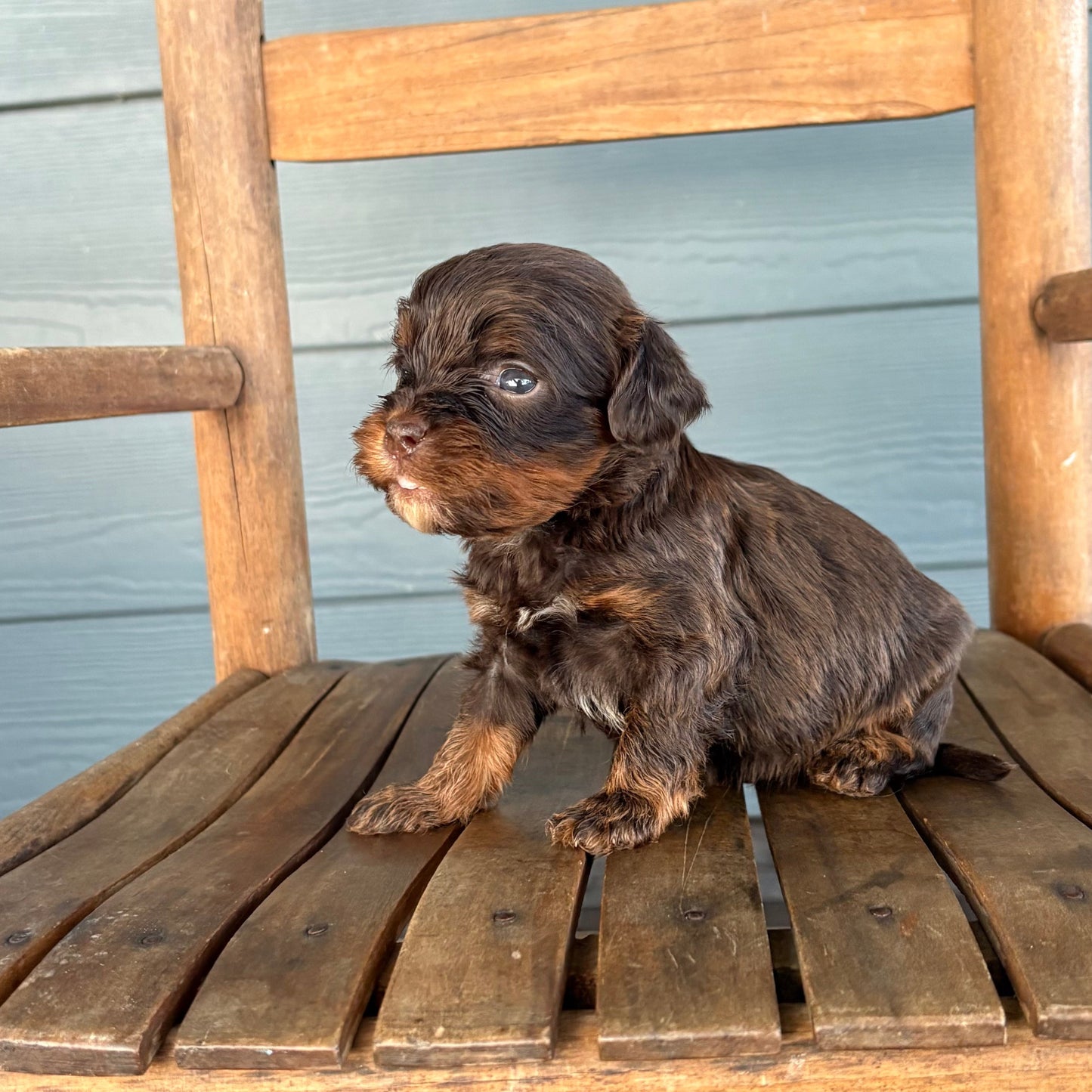 Small brown cavapoo puppy sitting on a wooden chair against a wooden wall.