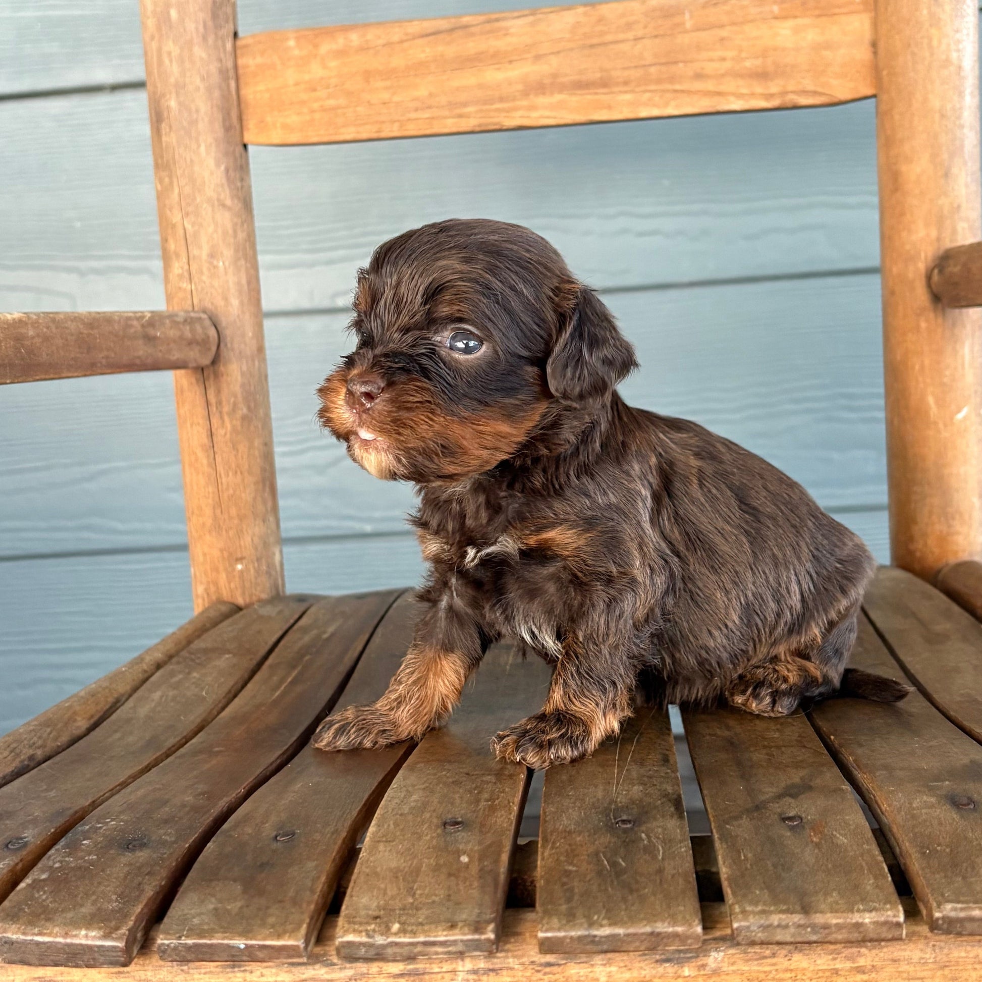 Small brown cavapoo puppy sitting on a wooden chair against a wooden wall.